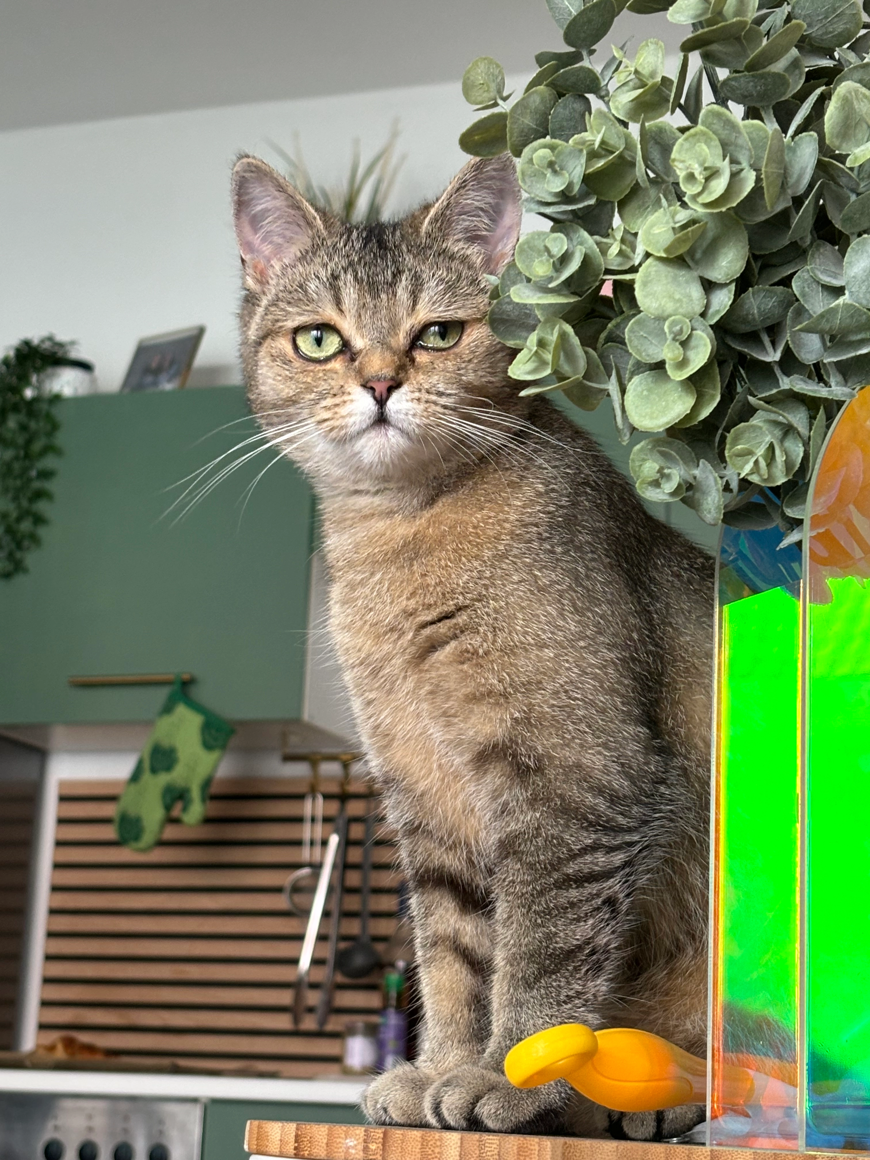 Krümel - Berliner Straße, Vechta