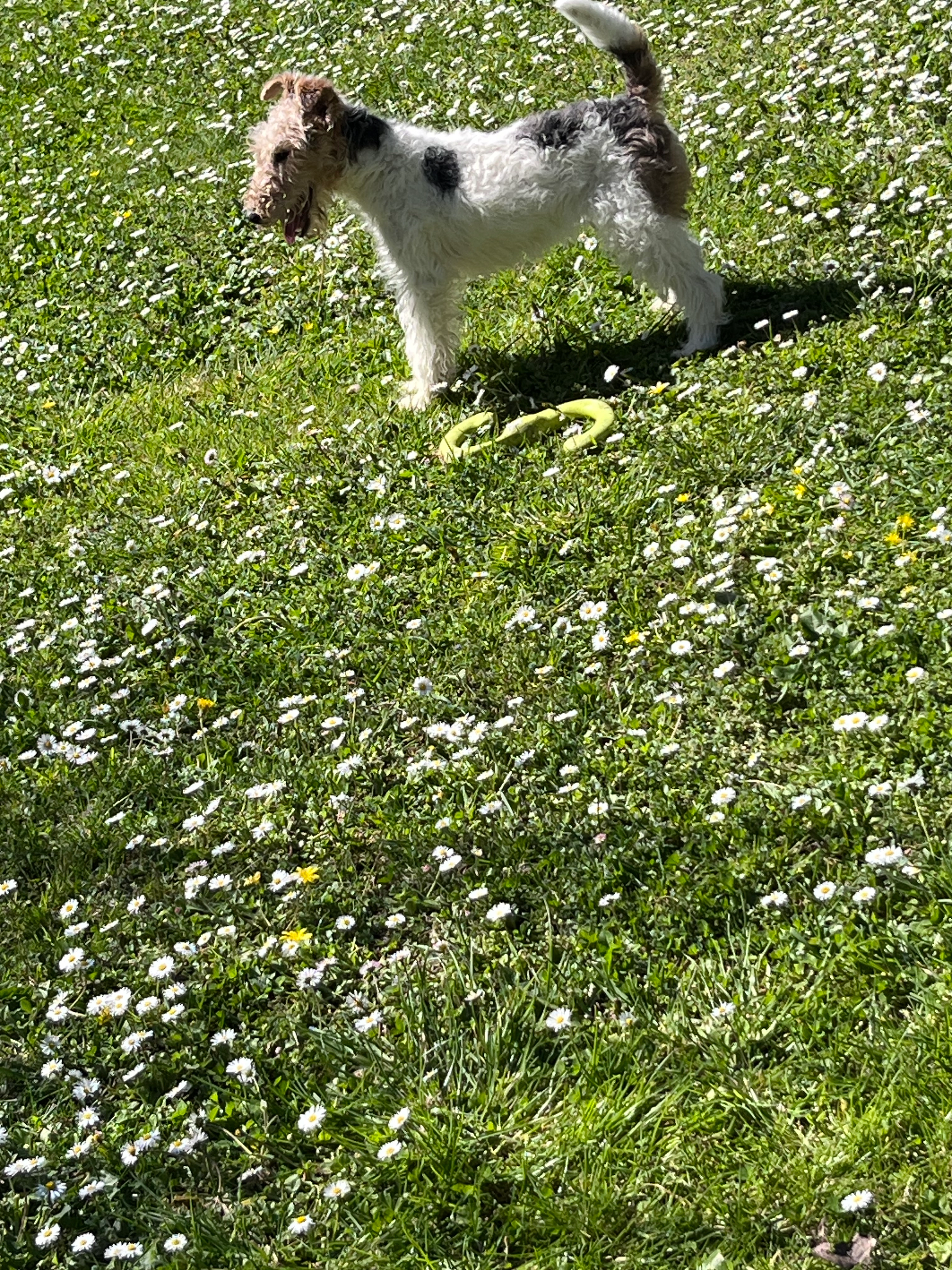 VIOLET - Avenue Des Cavaliers, Anglet