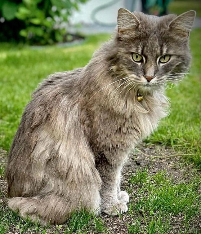 Lino - Spycherstross , Bolken