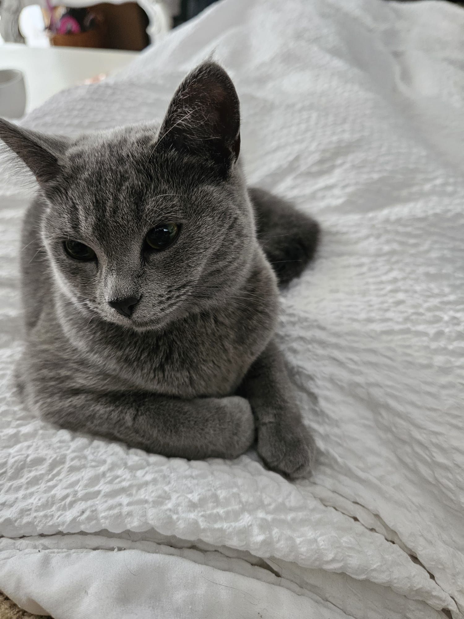 Cherry - Gutenbergstraße, Bückeburg