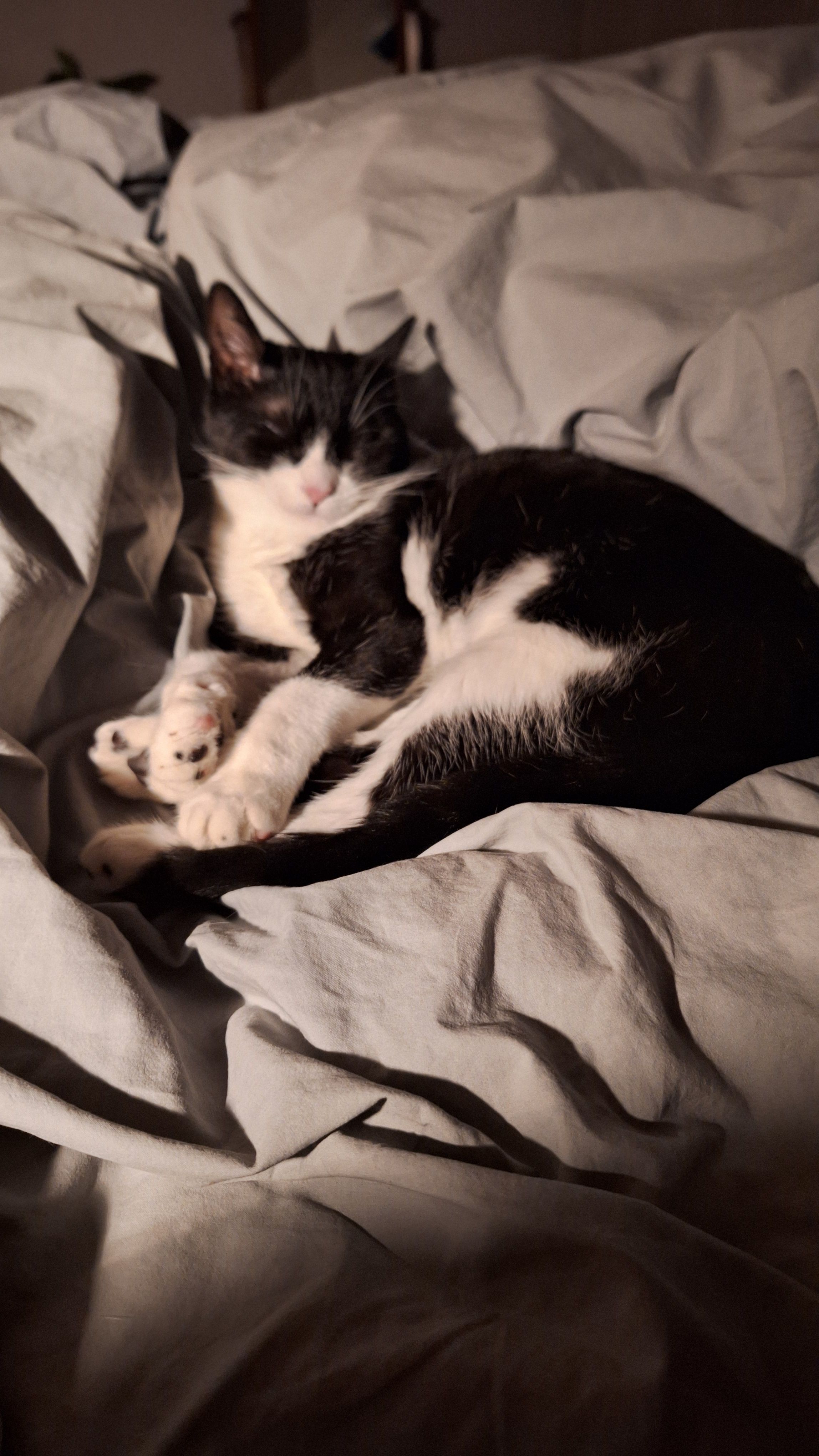 Fissa - Ruelle Des Cerisiers, Le Vaud