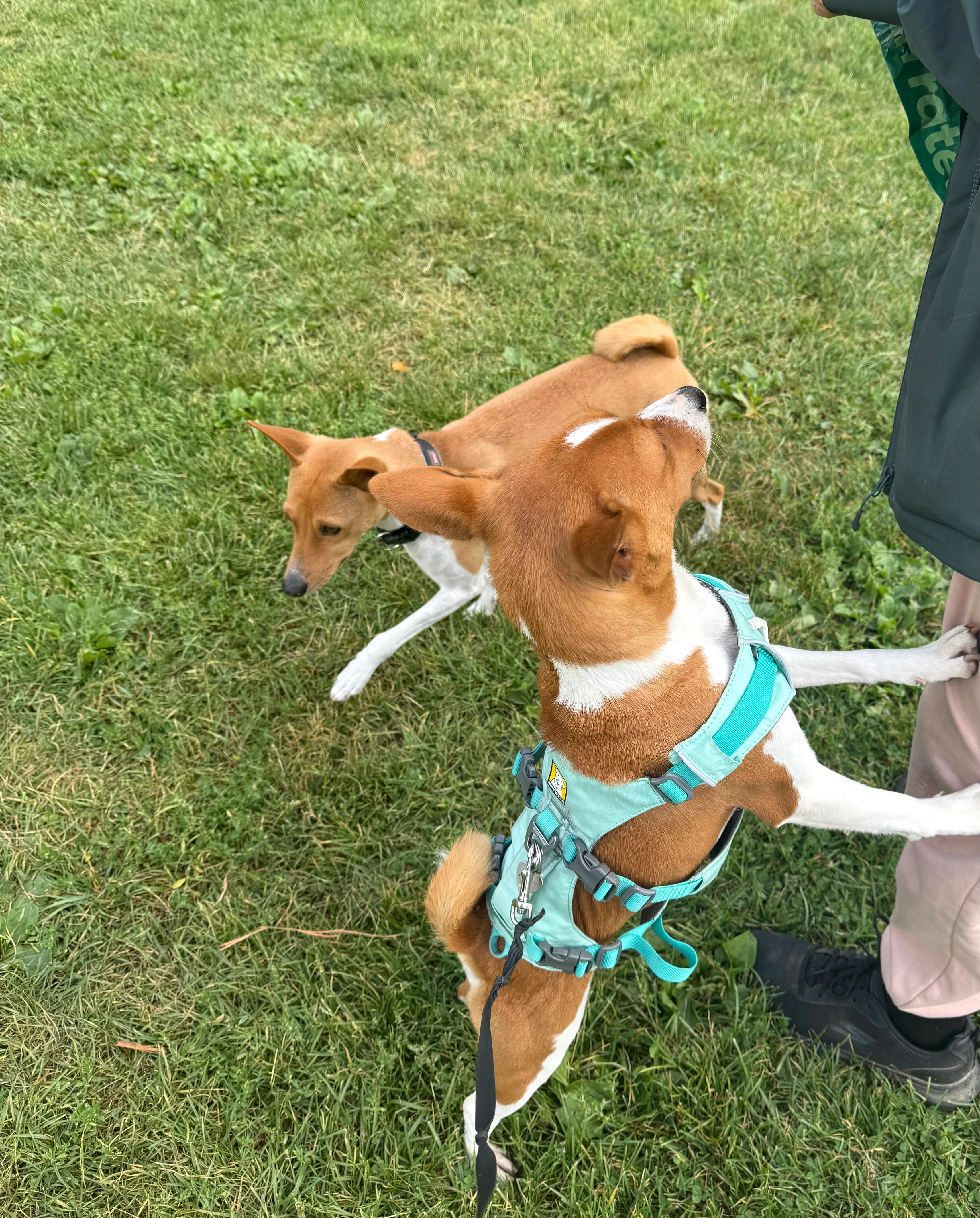 Pina - Vondelpark, Amsterdam