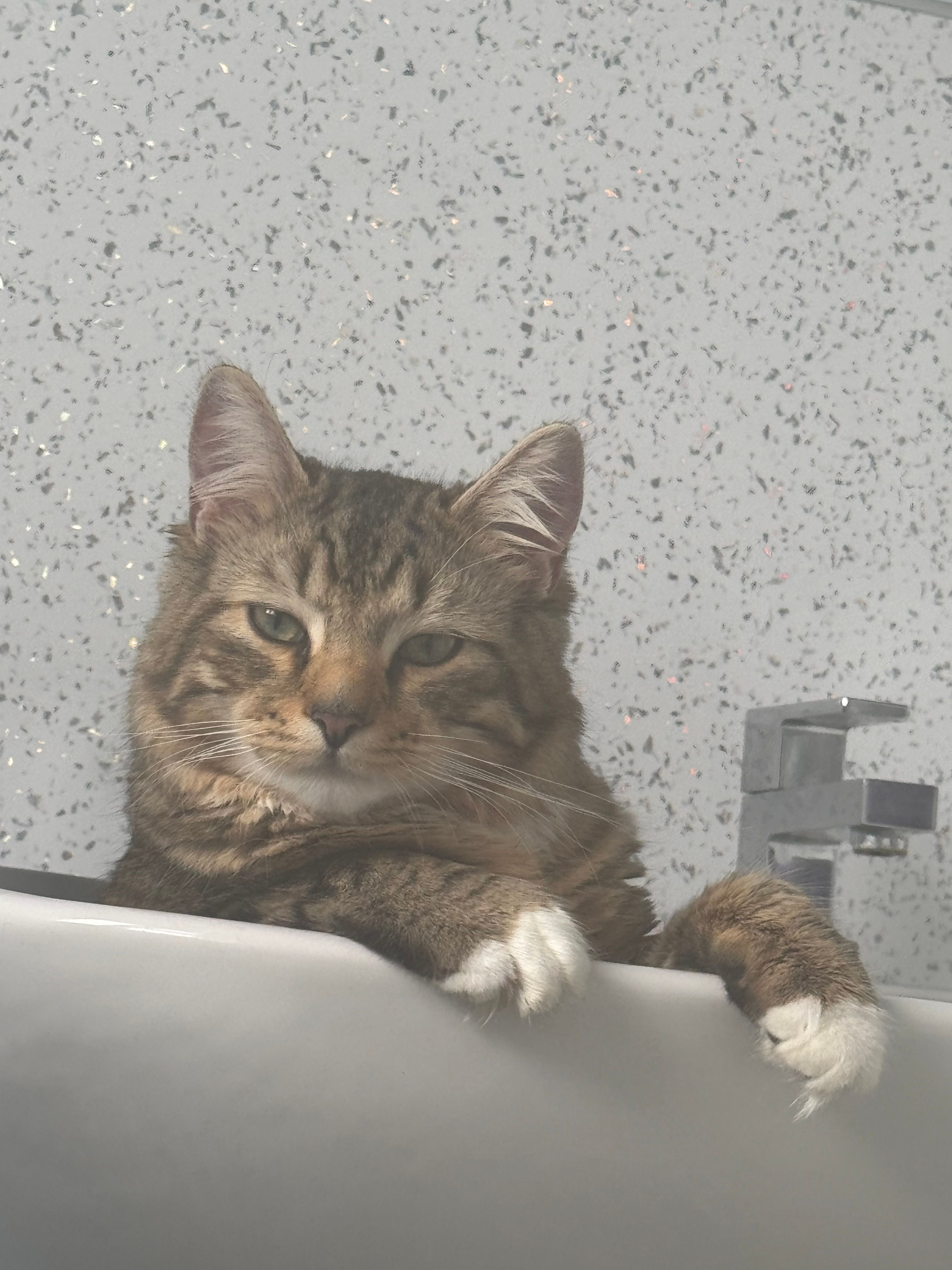 Simba - Barney Evans Crescent, Waterlooville