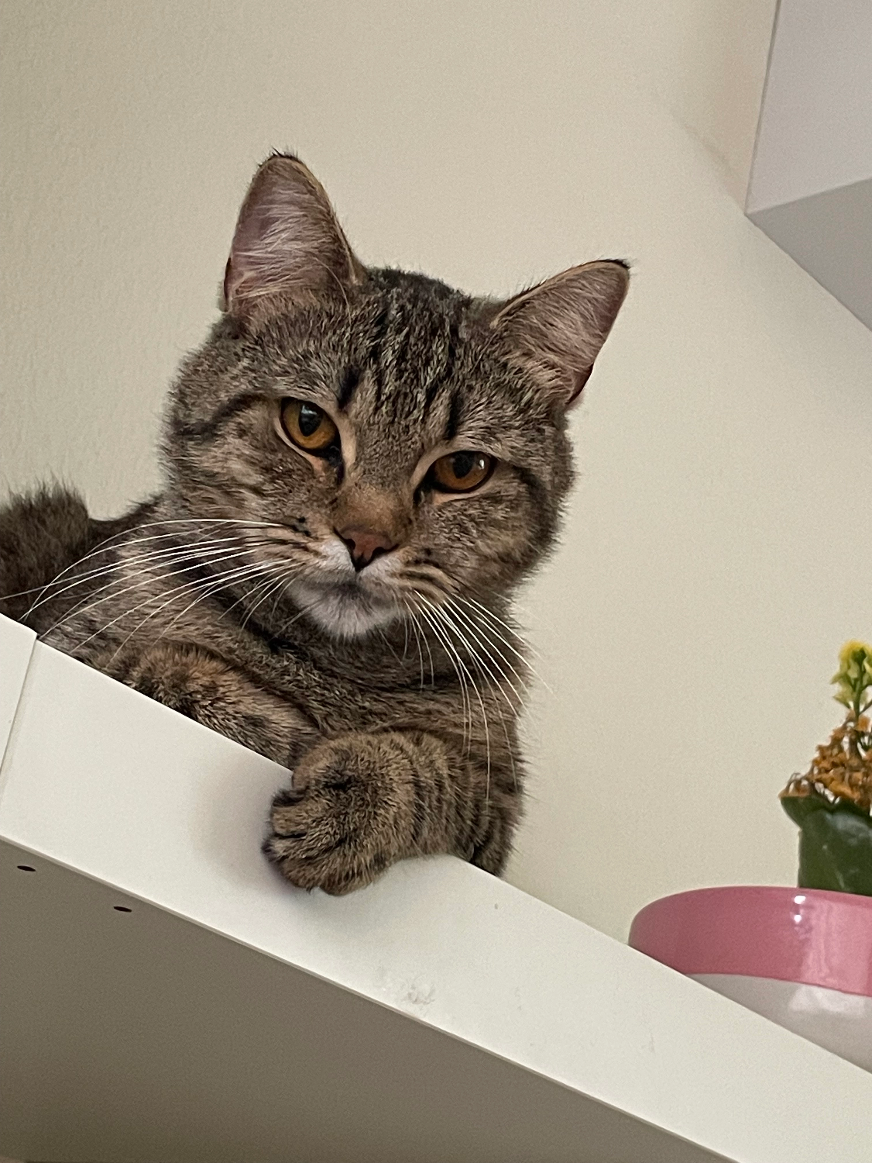 Schnuki - Hohwachtstrasse, Langnau im Emmental