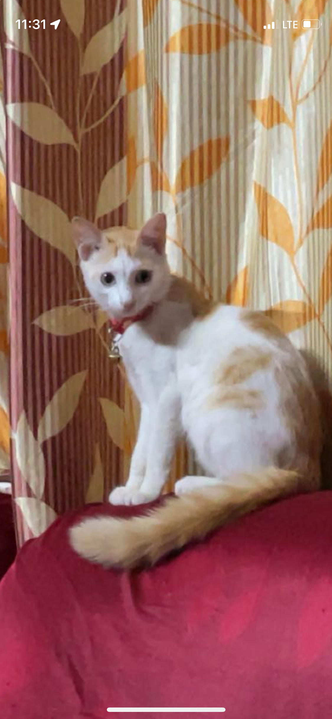 Lexi  - Nh66, Mangaluru