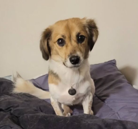 Pepperoni  - 동교로38길, Seoul