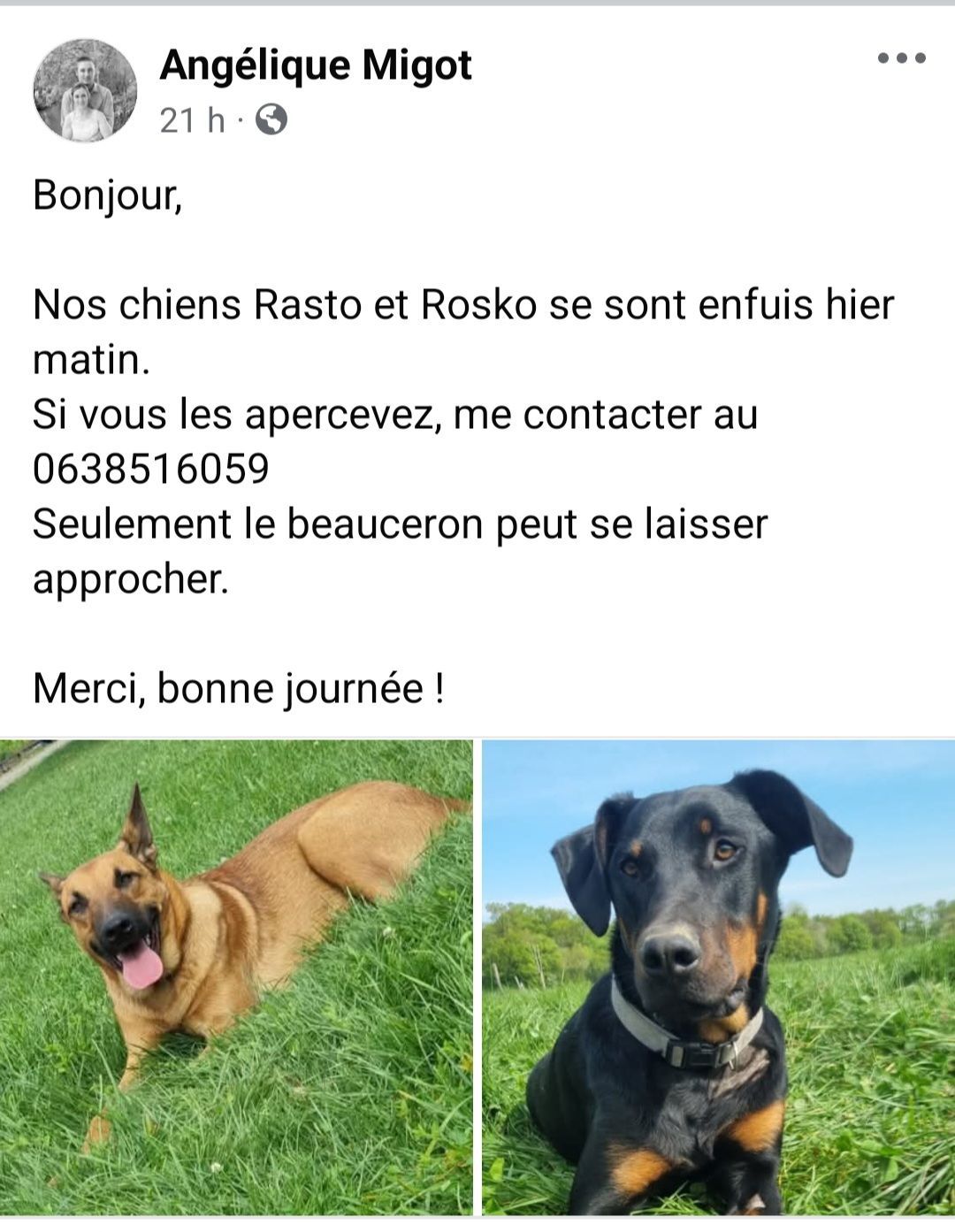 Rasto  et rosko malinois et beauceron - Le Vignal, La Dominelais