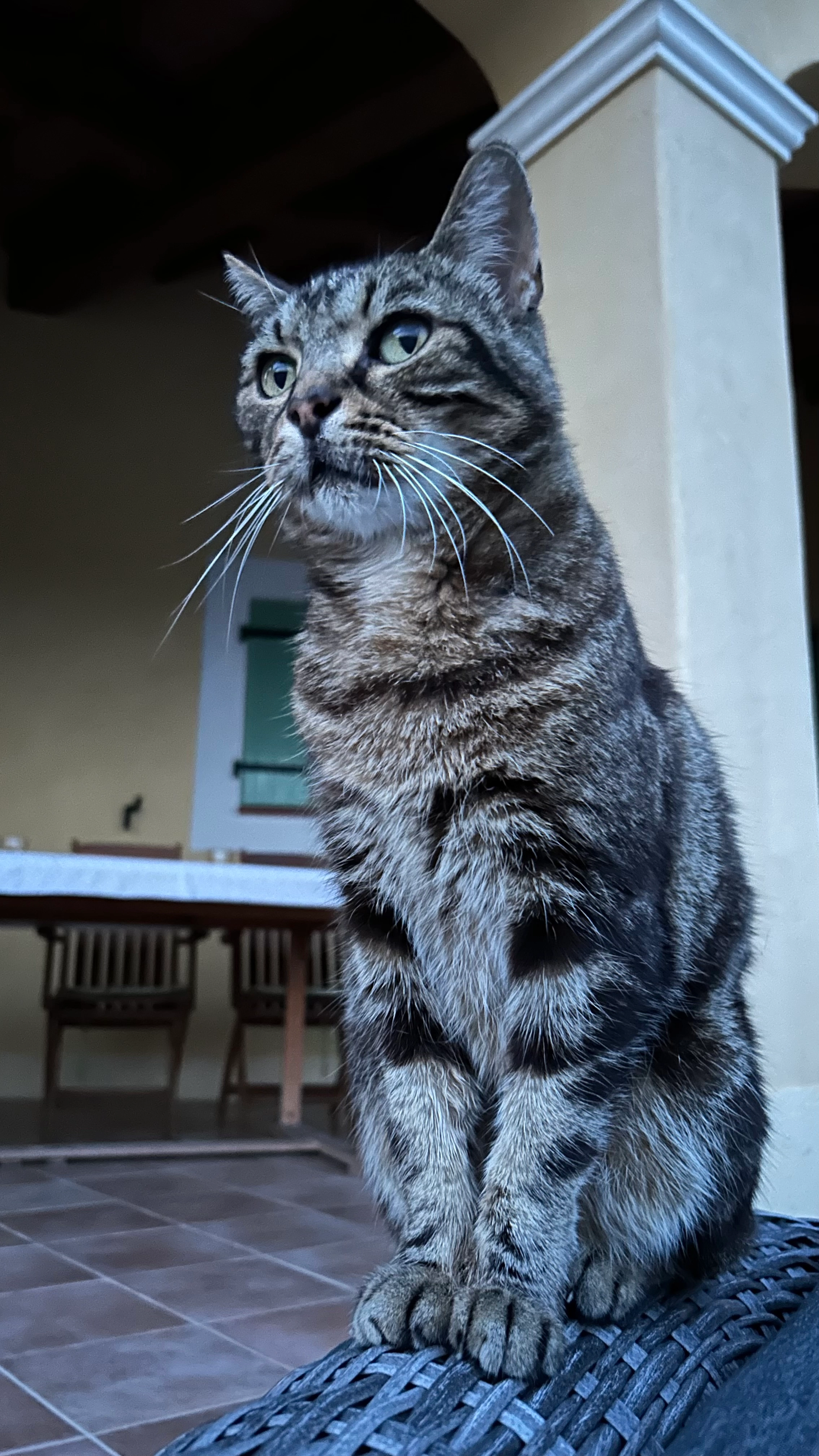 Lucky - Chemin des Samats, La Cadière-d'Azur