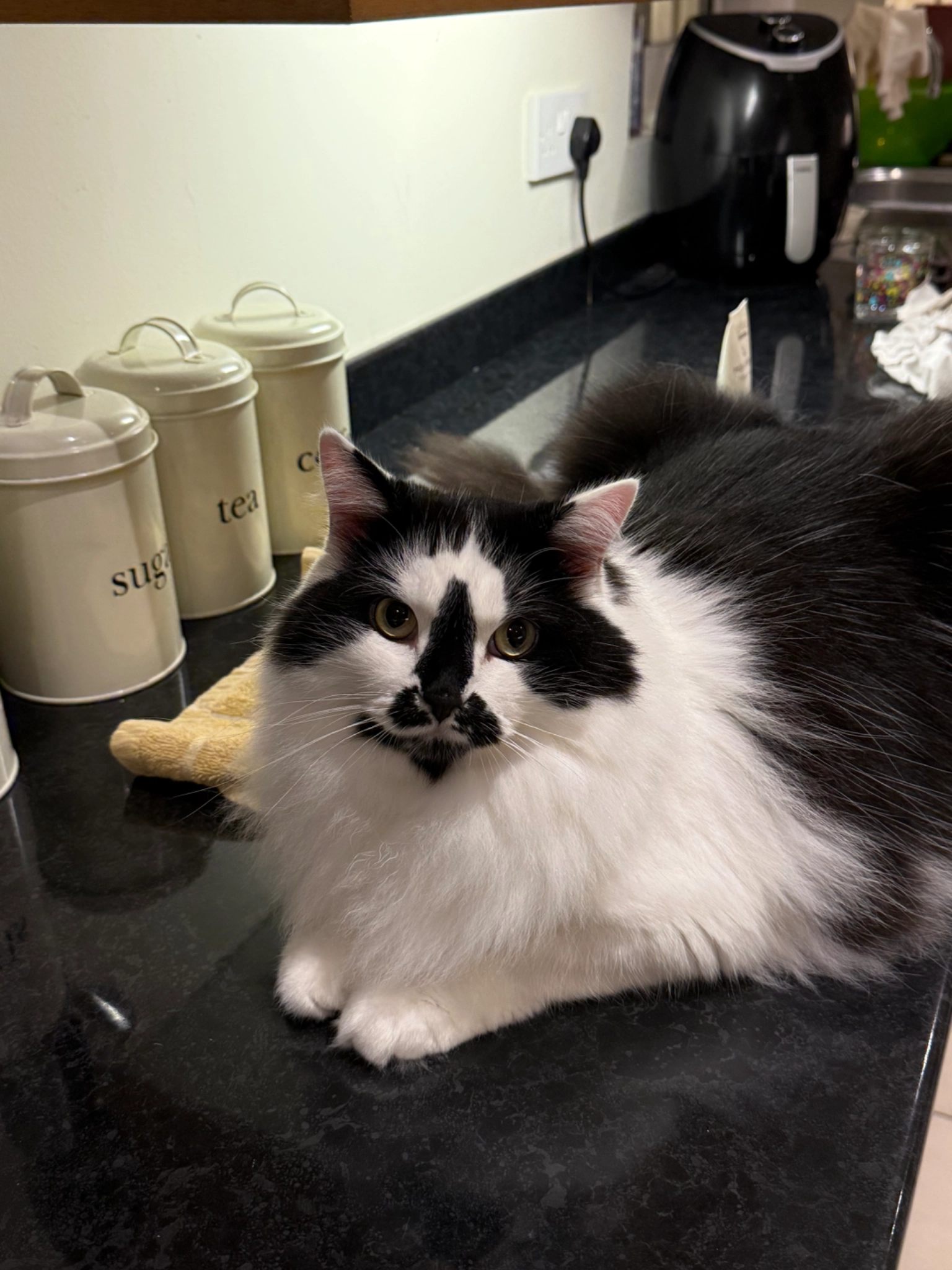 Peanut - Comberford Road, Tamworth