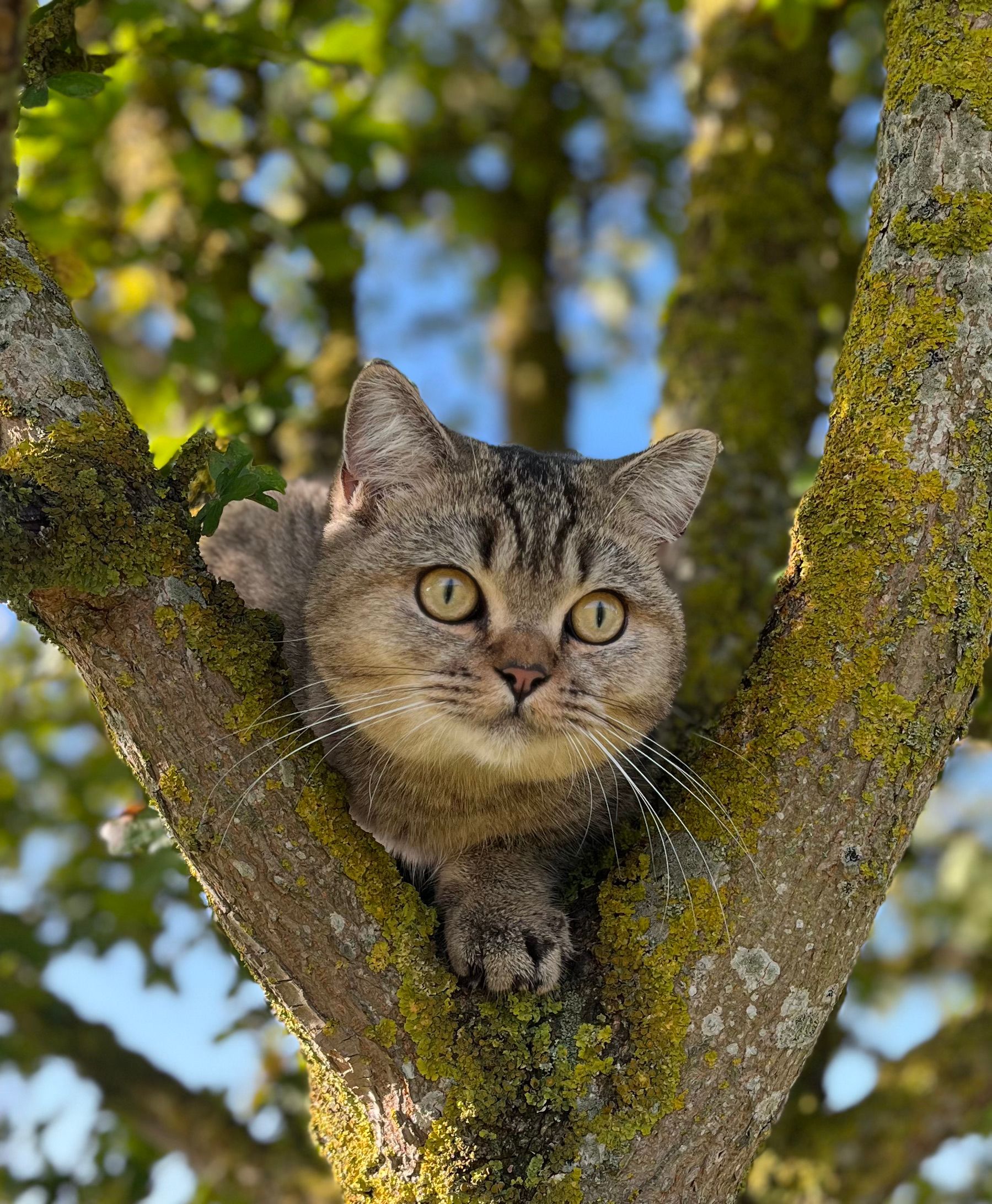 Floof - B1066, Bury St Edmunds