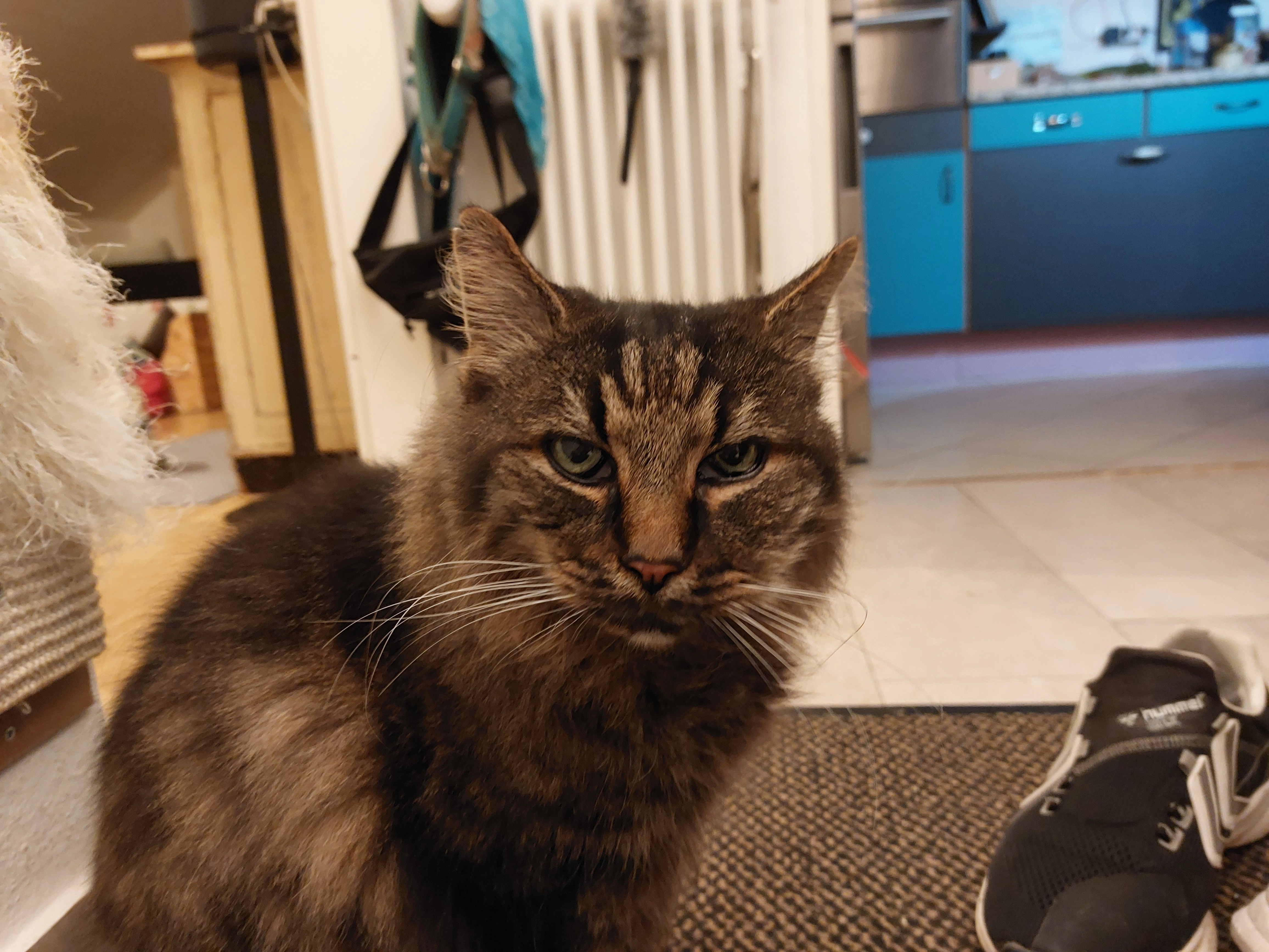 Charlie - Schäferweg, Wiesbaden