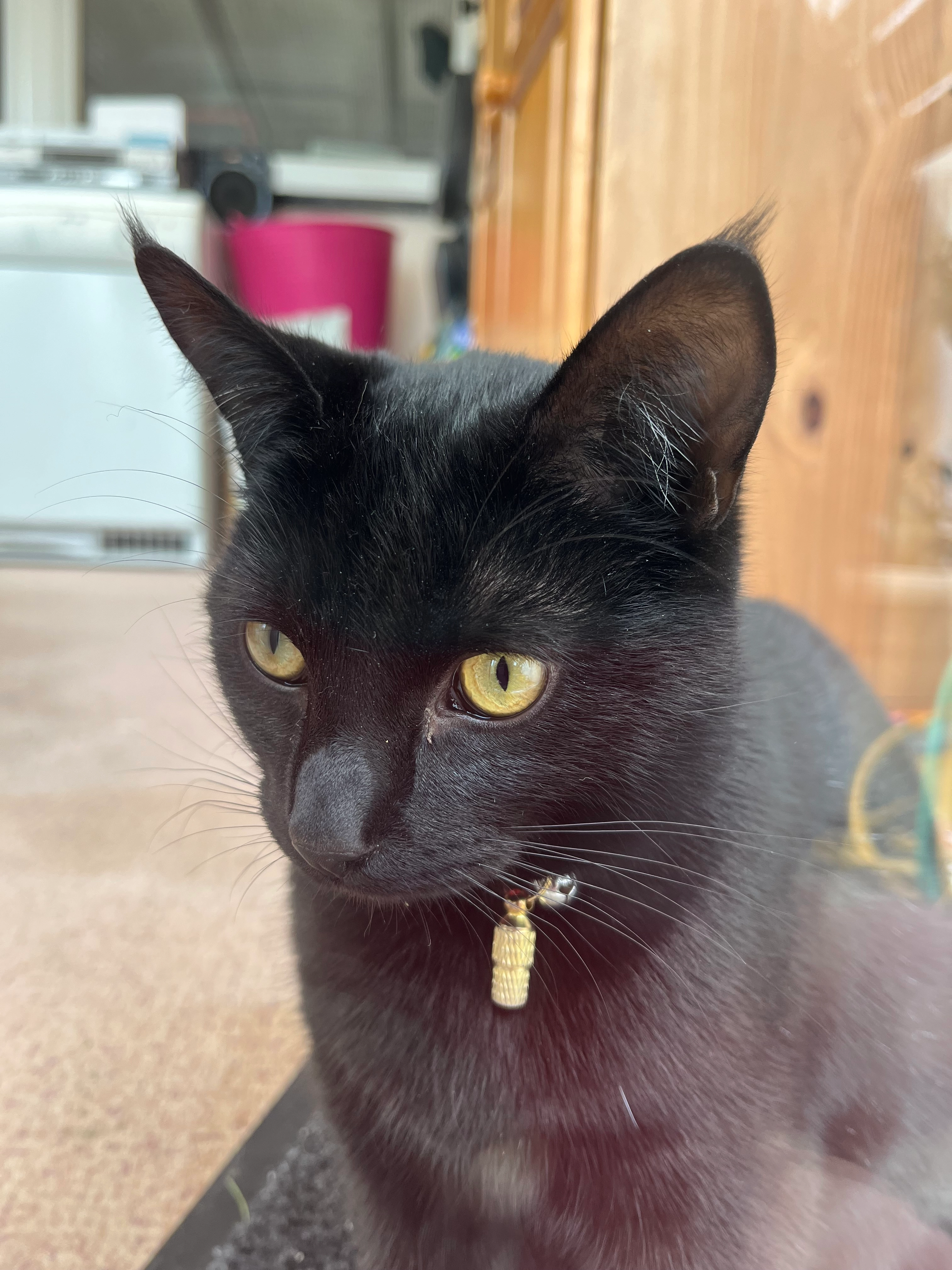 Luna - Aneray Road, Camborne