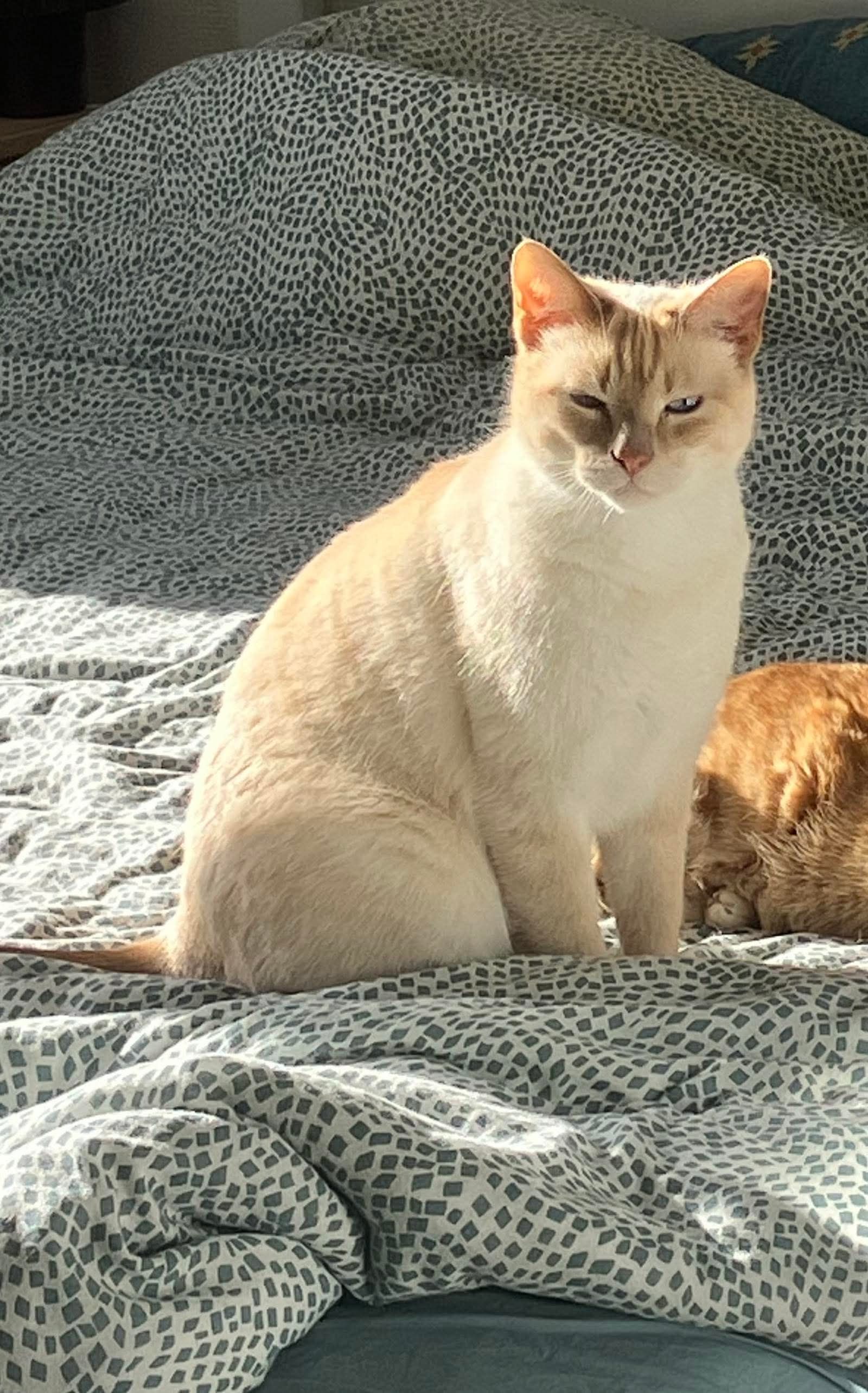 Nelson - Coatinzaos, Ploumoguer