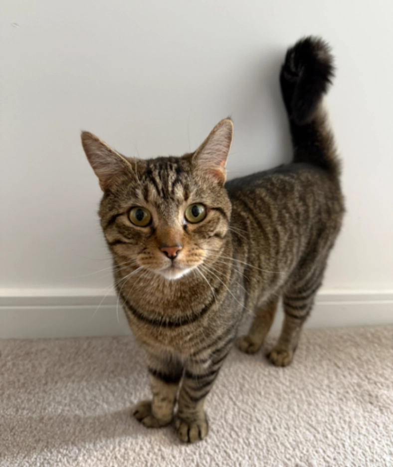 Barney - Ozark Road, Cheddar