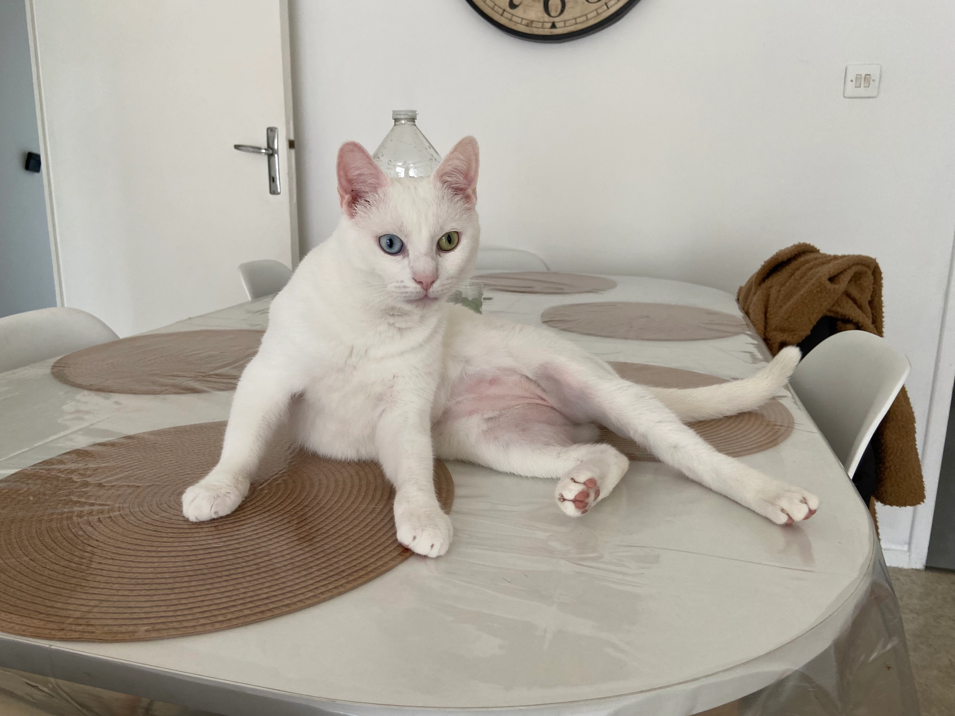 Felix - 1 Rue Maurice Utrillo, Bergerac