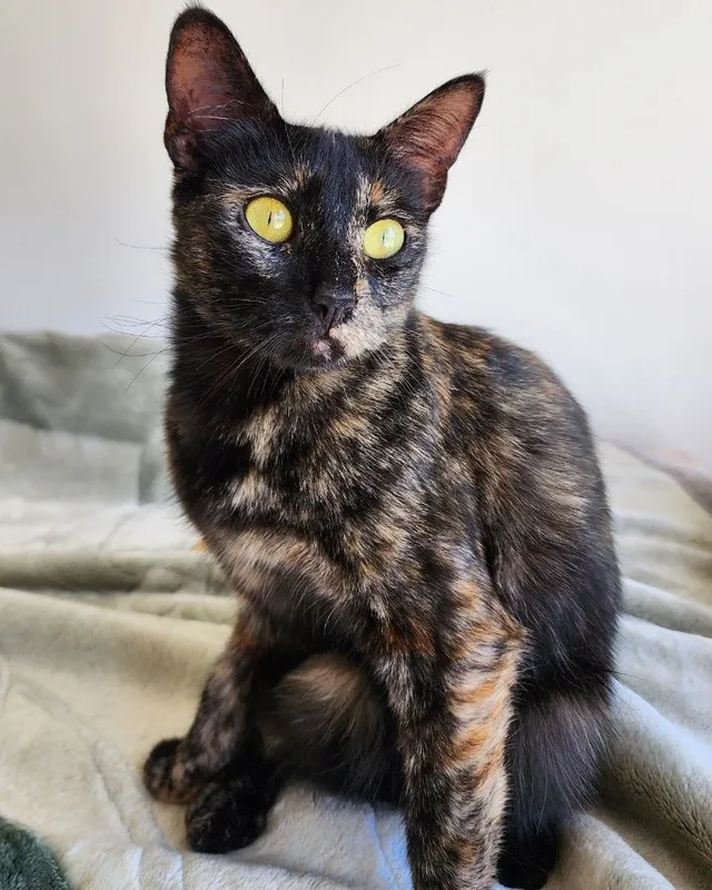 Mazikeen - Trueno Avenue, Camarillo