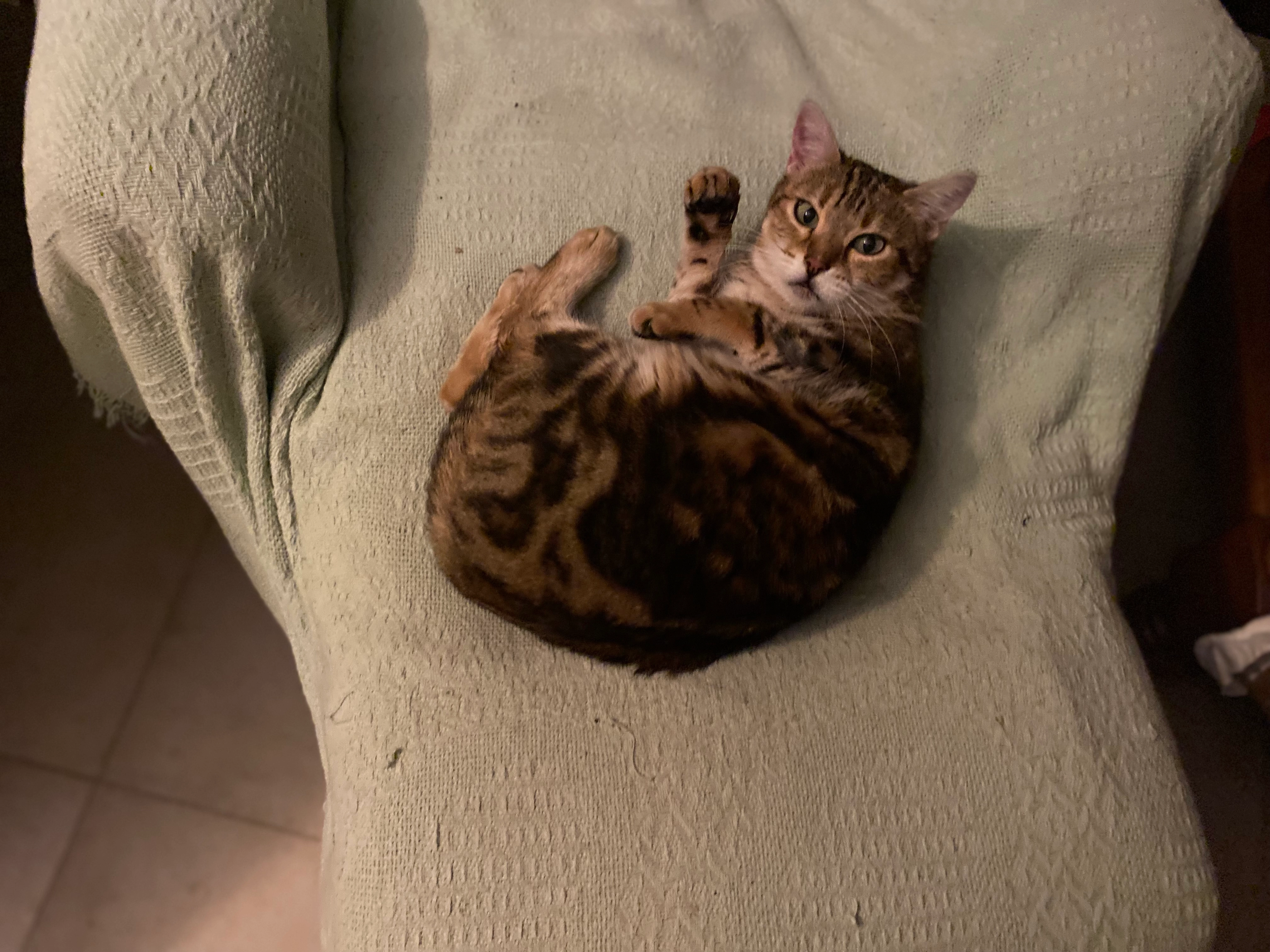 Toutoune ou Coquine - Rue De La Lisique, Châlette-sur-Loing