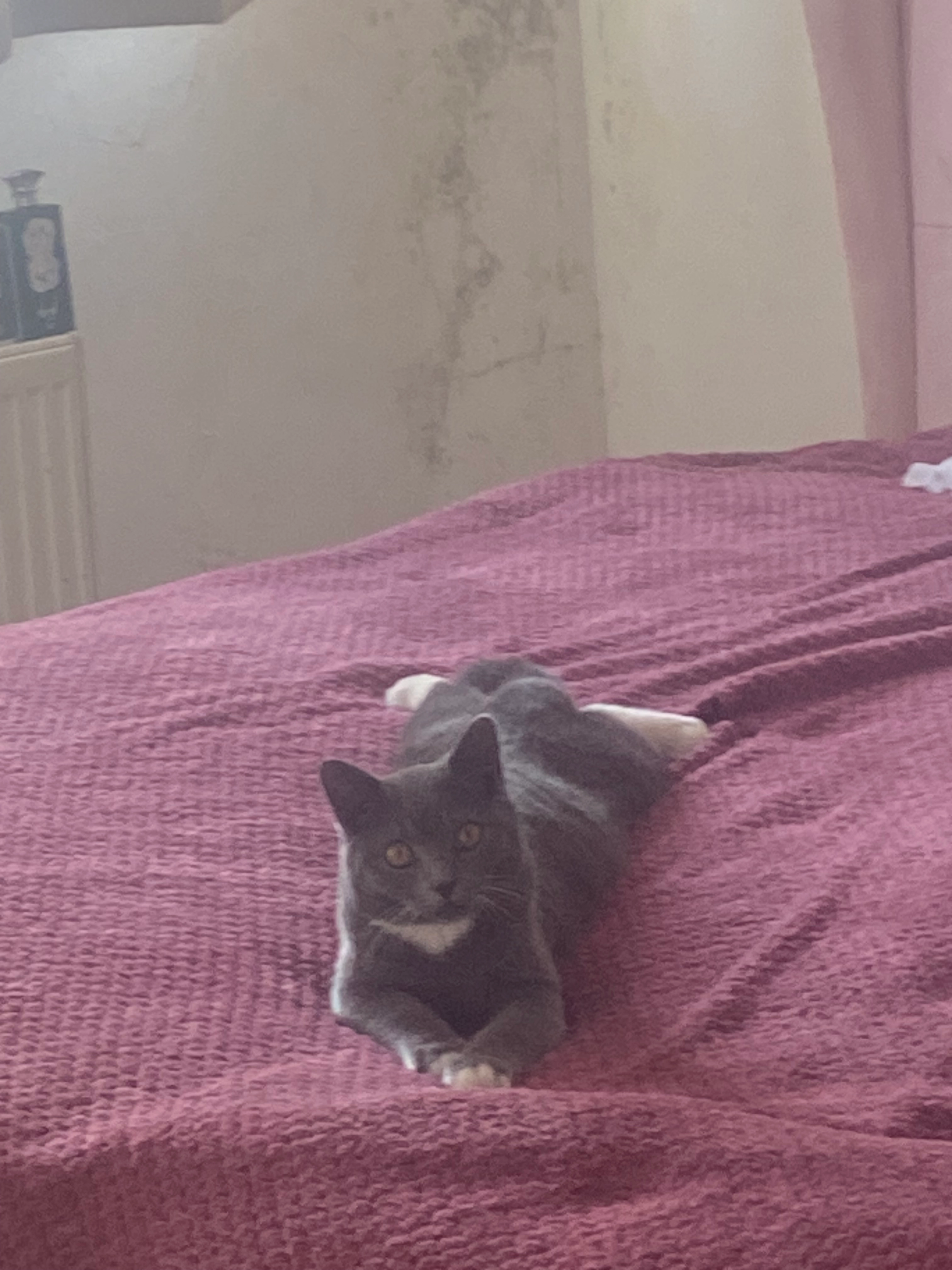 Ezrai - 13 Knaresborough Drive, Huddersfield