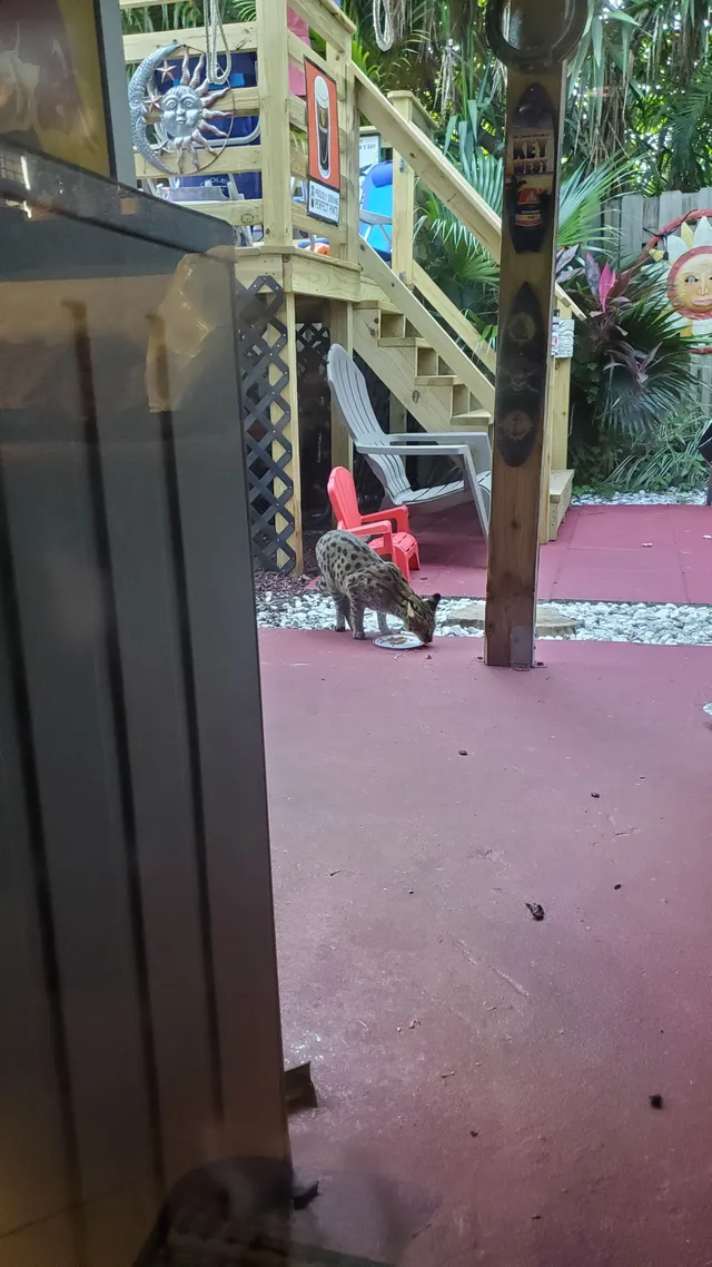 Found a savannah cat in my backy - 3106 Spanish Trl, Delray Beach