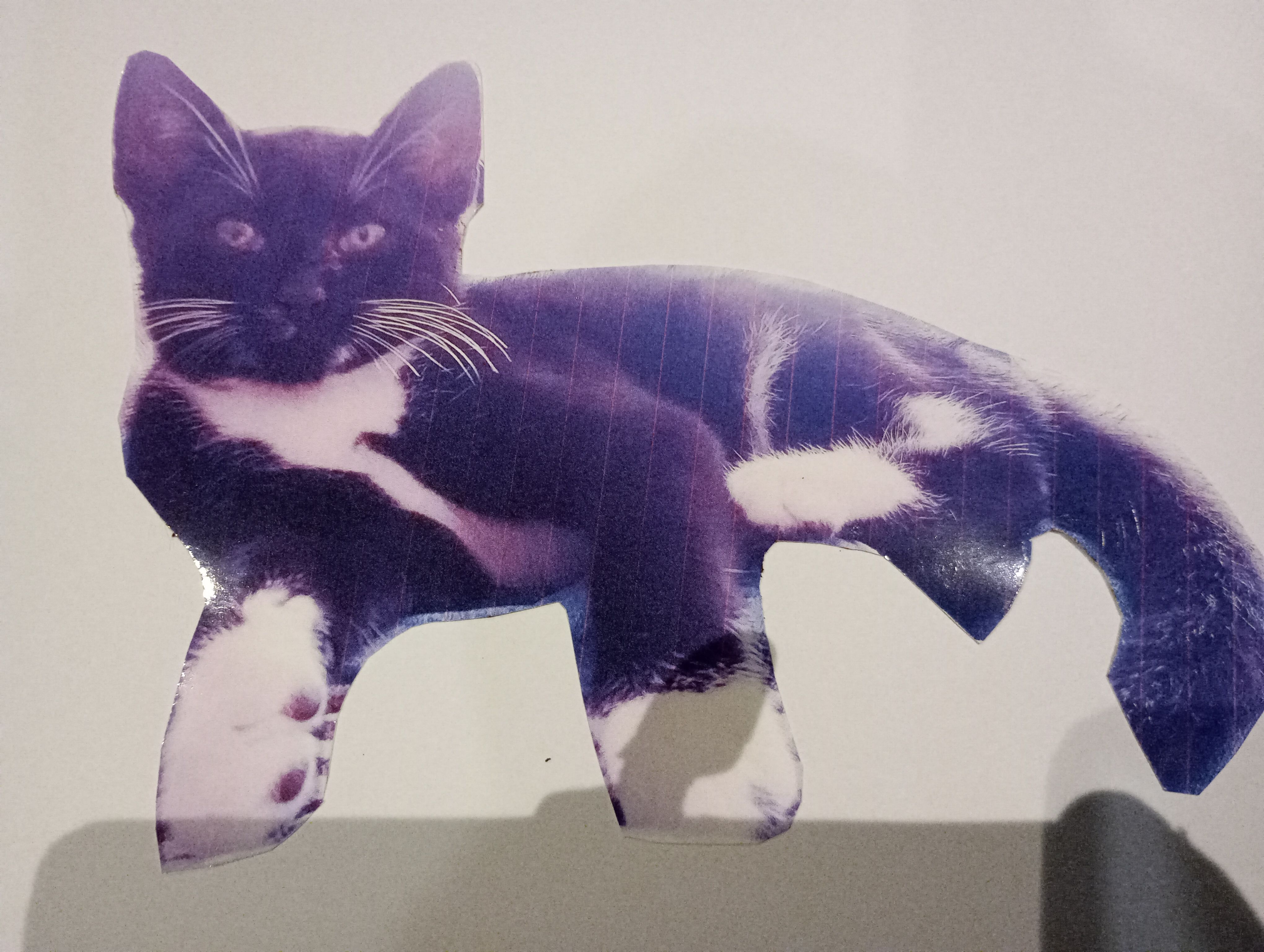 Polly - 1 Roundham Gardens, Bridport