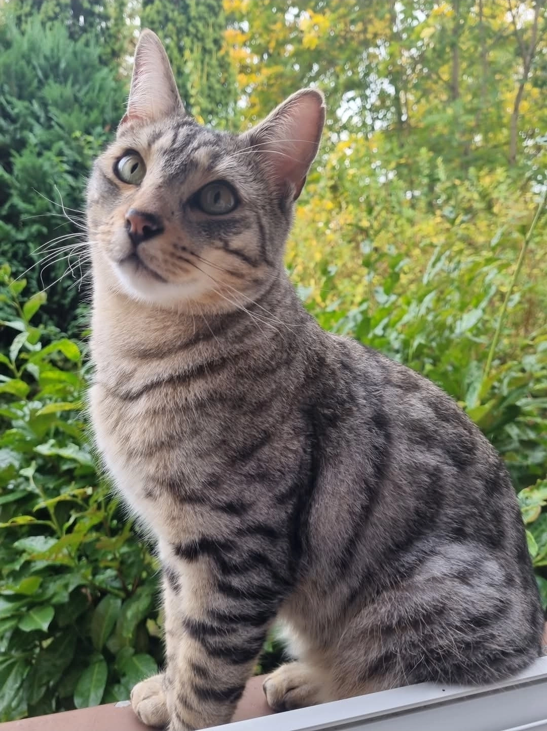 Rocky - Scharfreiterring, Nürnberg