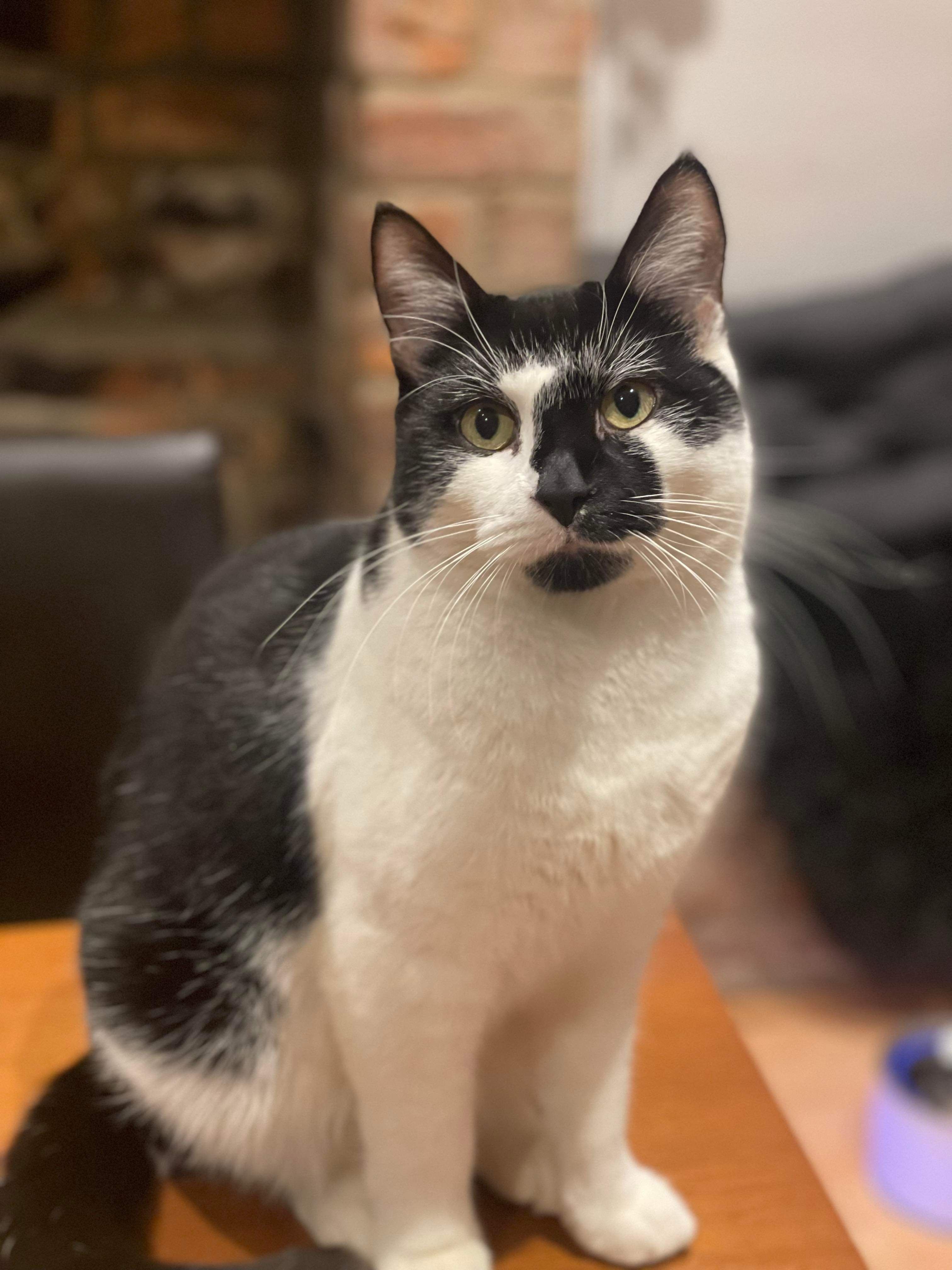 Gizmo - YO17 7, Malton