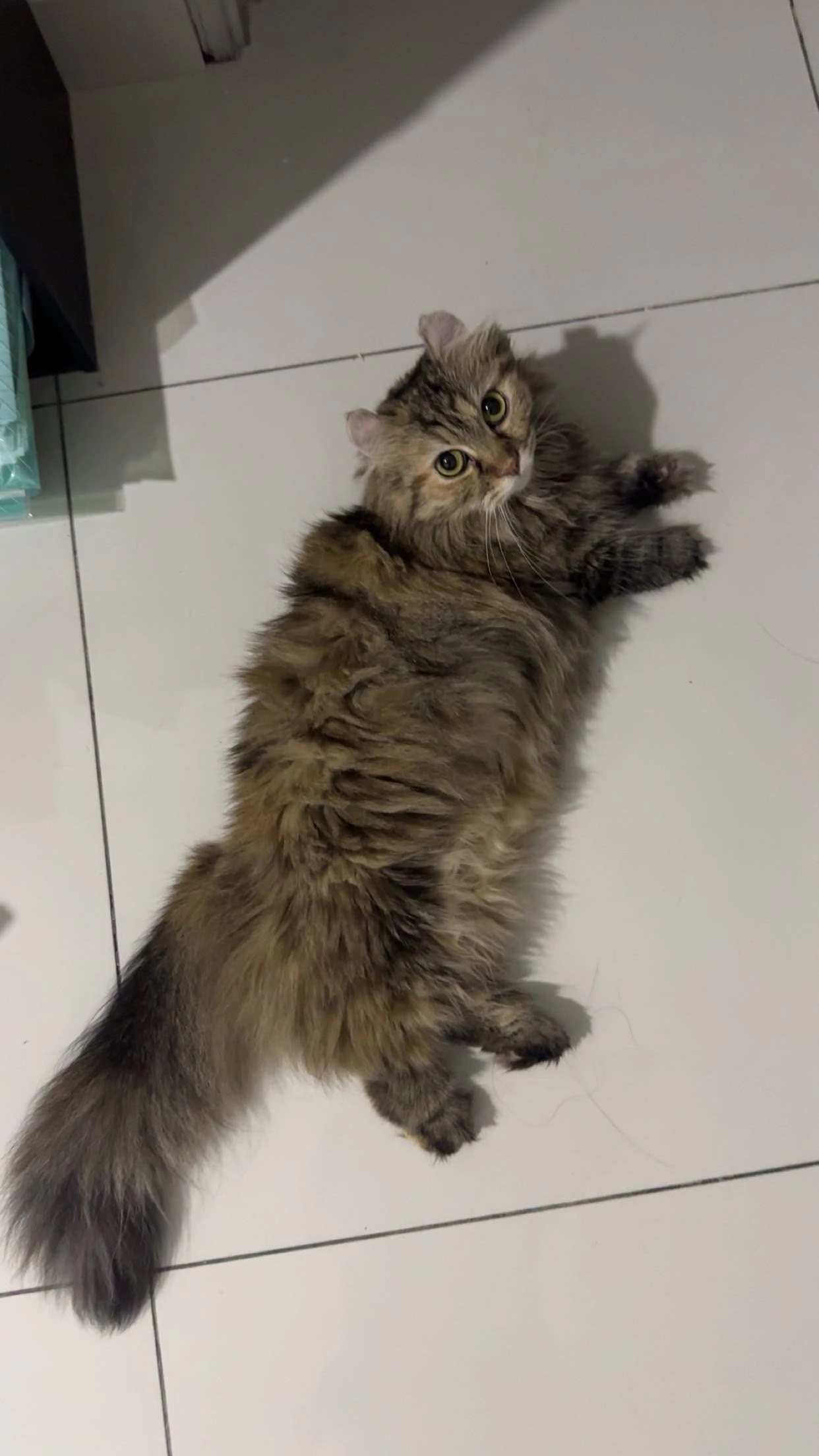 Stormi - Jalan Akuatik 13/77, Shah Alam