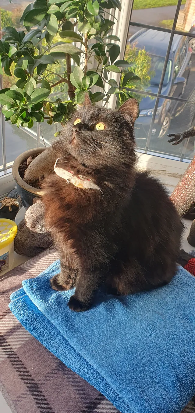 Binx - Manor Park Road, Birmingham