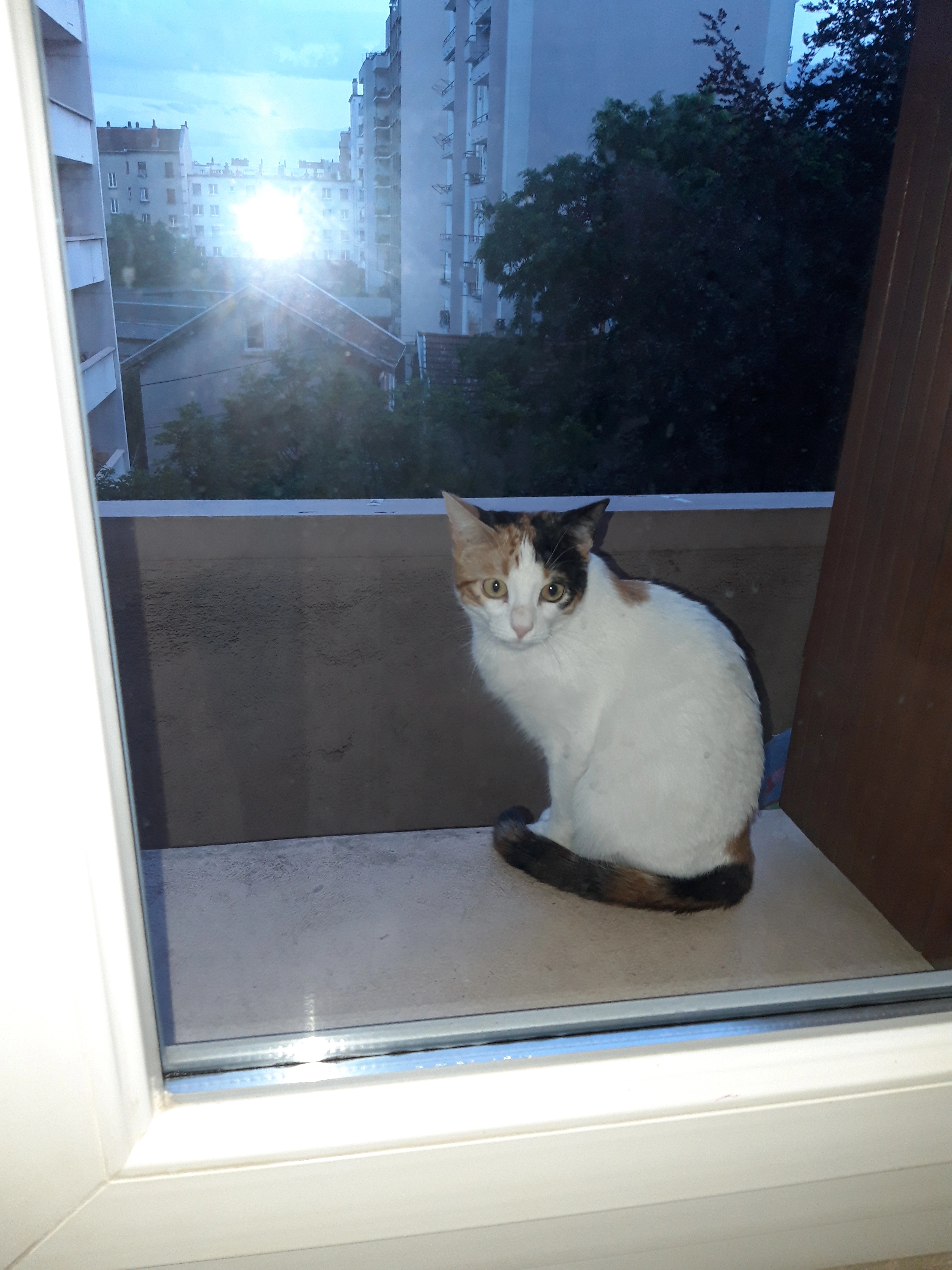 Diana  - Cours De La Libération Et Du Général De Gaulle, Grenoble