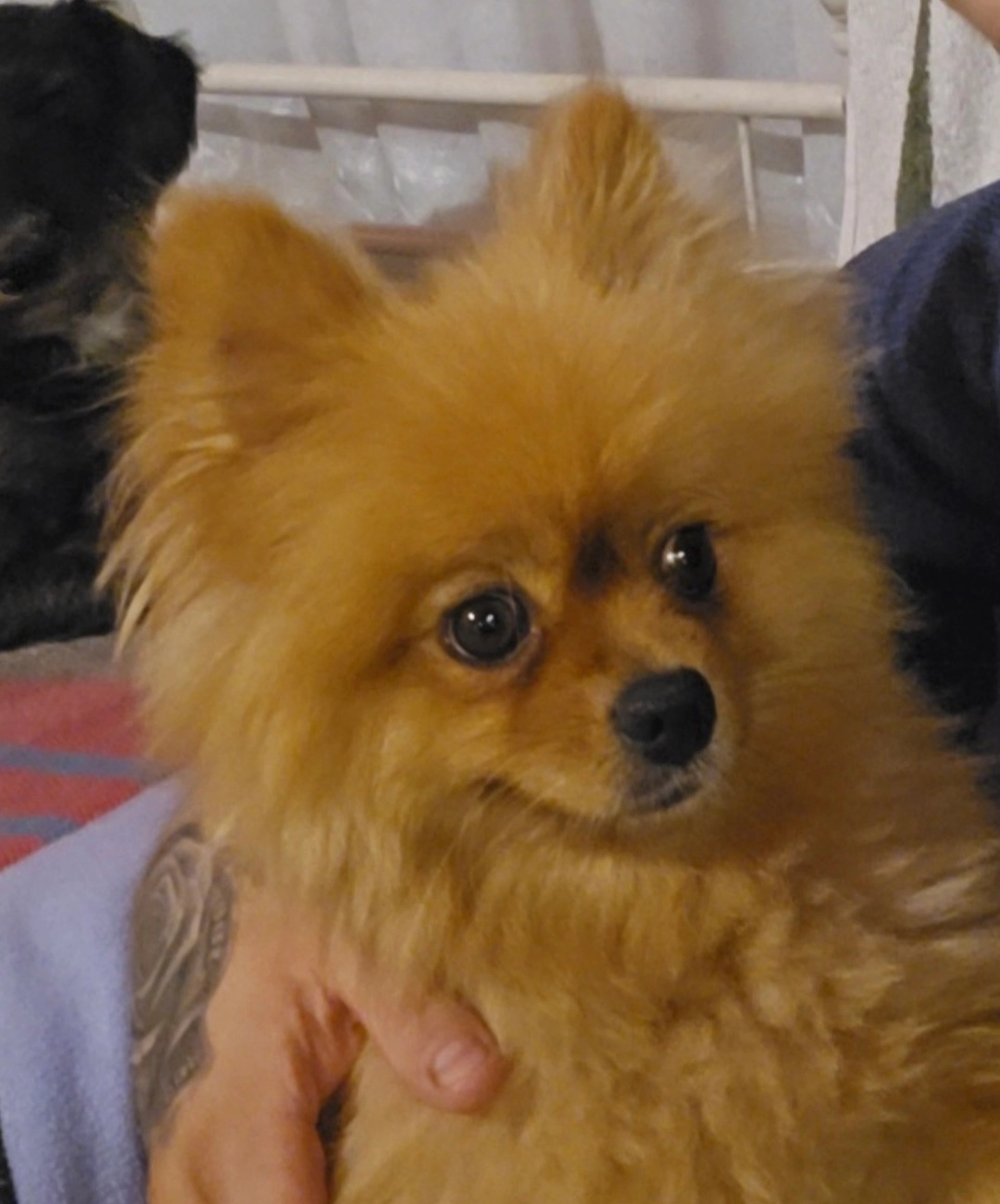 Coocky - Avenue Spring, Seraing