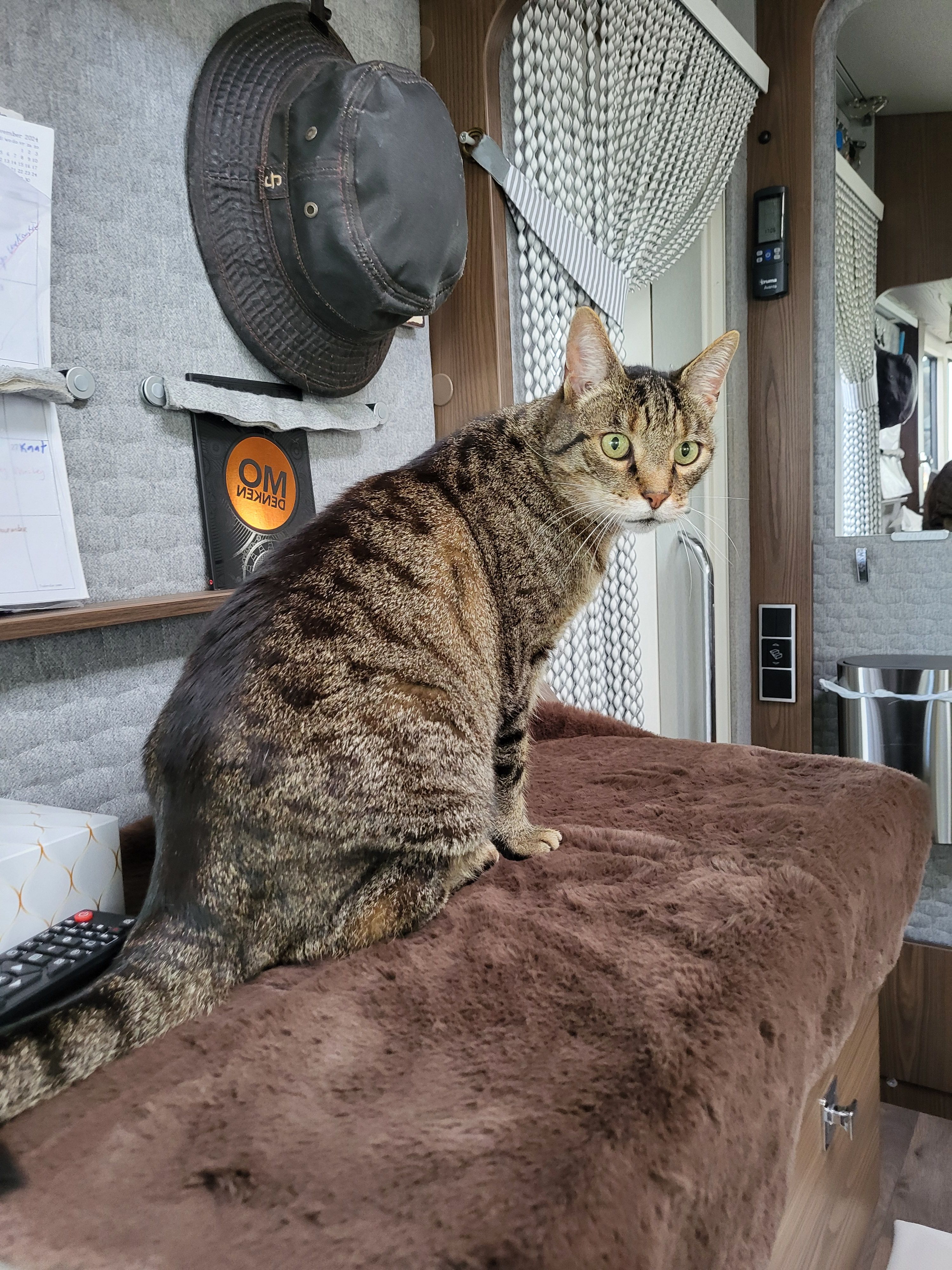 Moos - Luis Olariaga Kalea/Calle Luis Olariaga, Vitoria-Gasteiz