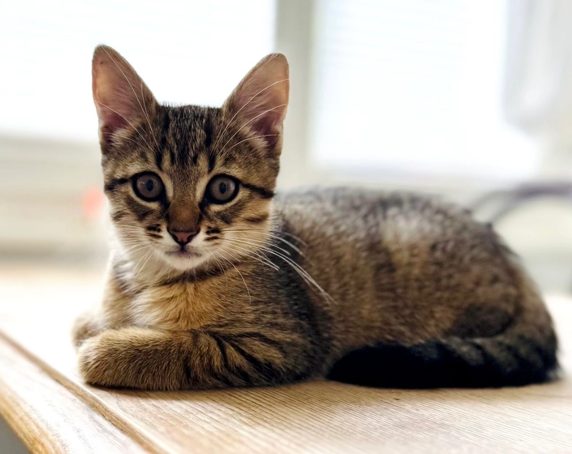 Gaston - Schweizerhausstrasse, Luzern