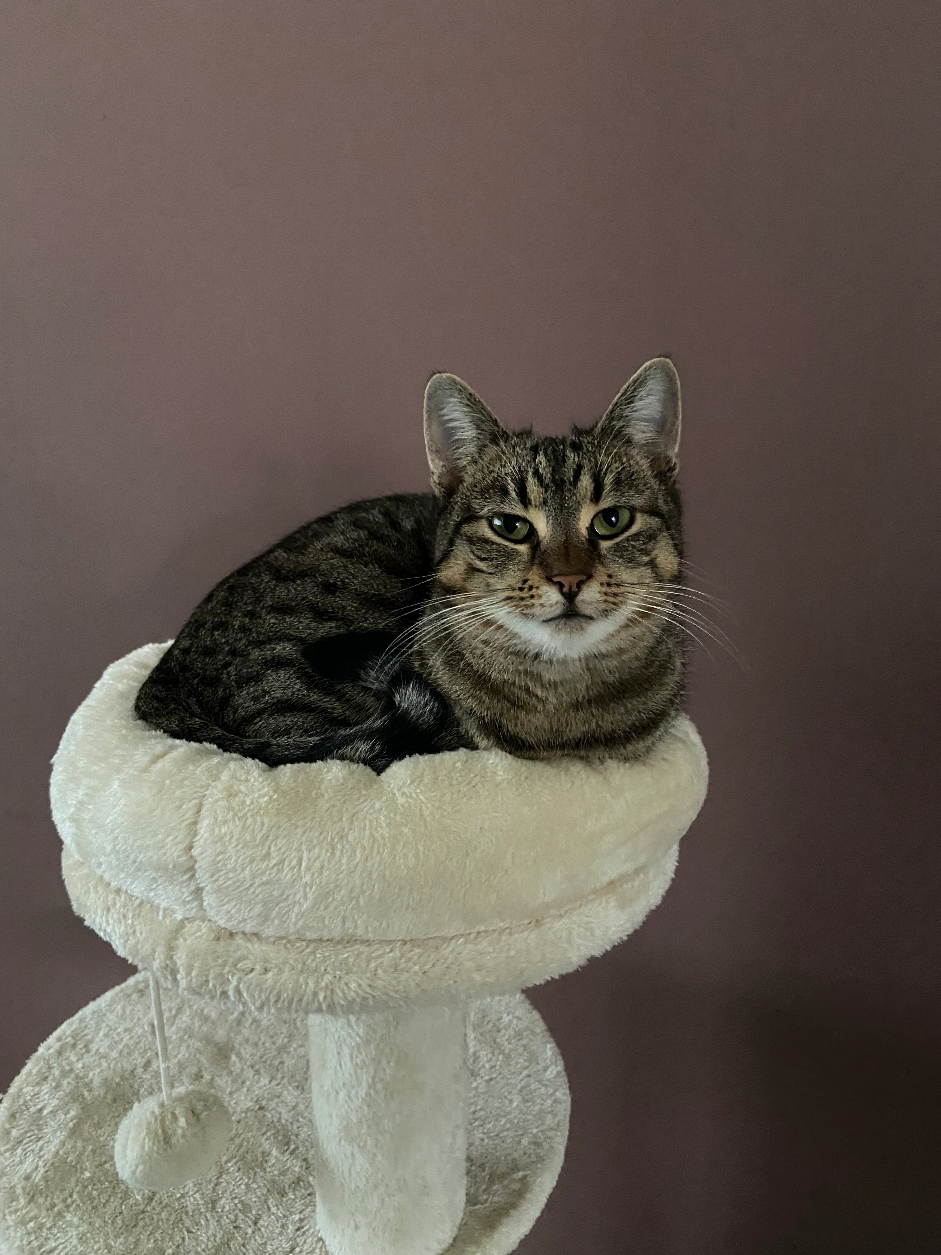 Novi - Moerbeistraat, Hengelo