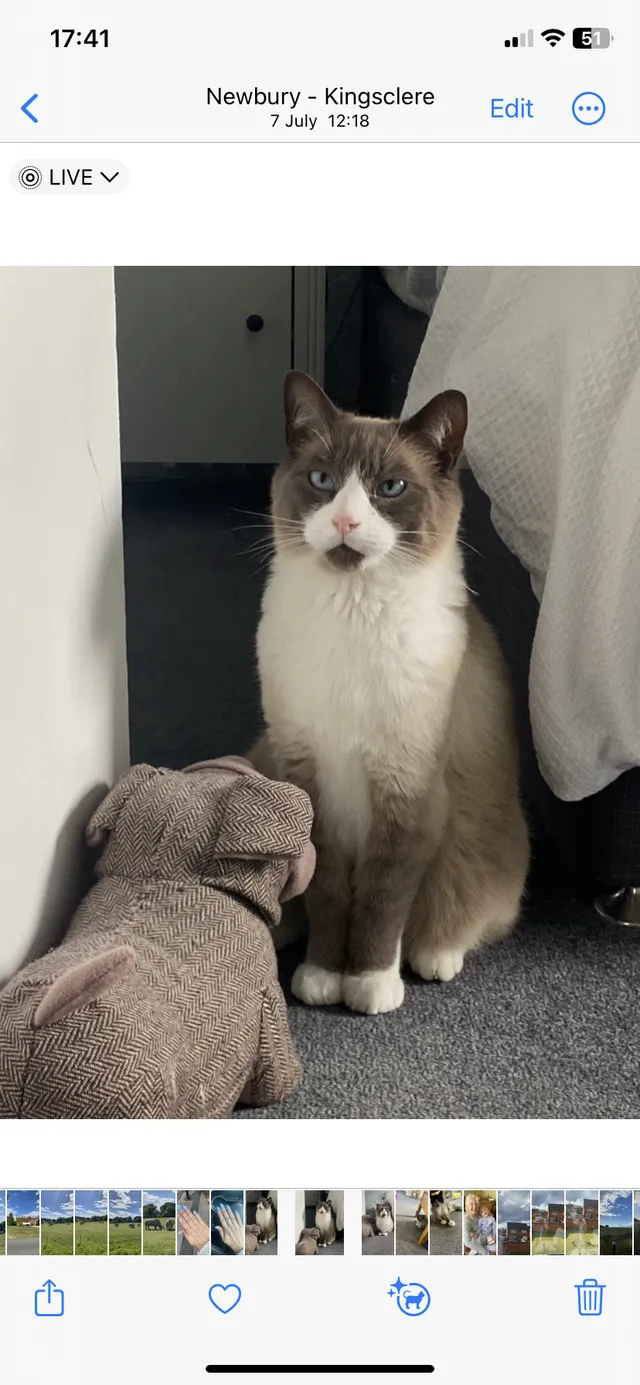 Percy - Feilden Court, Newbury