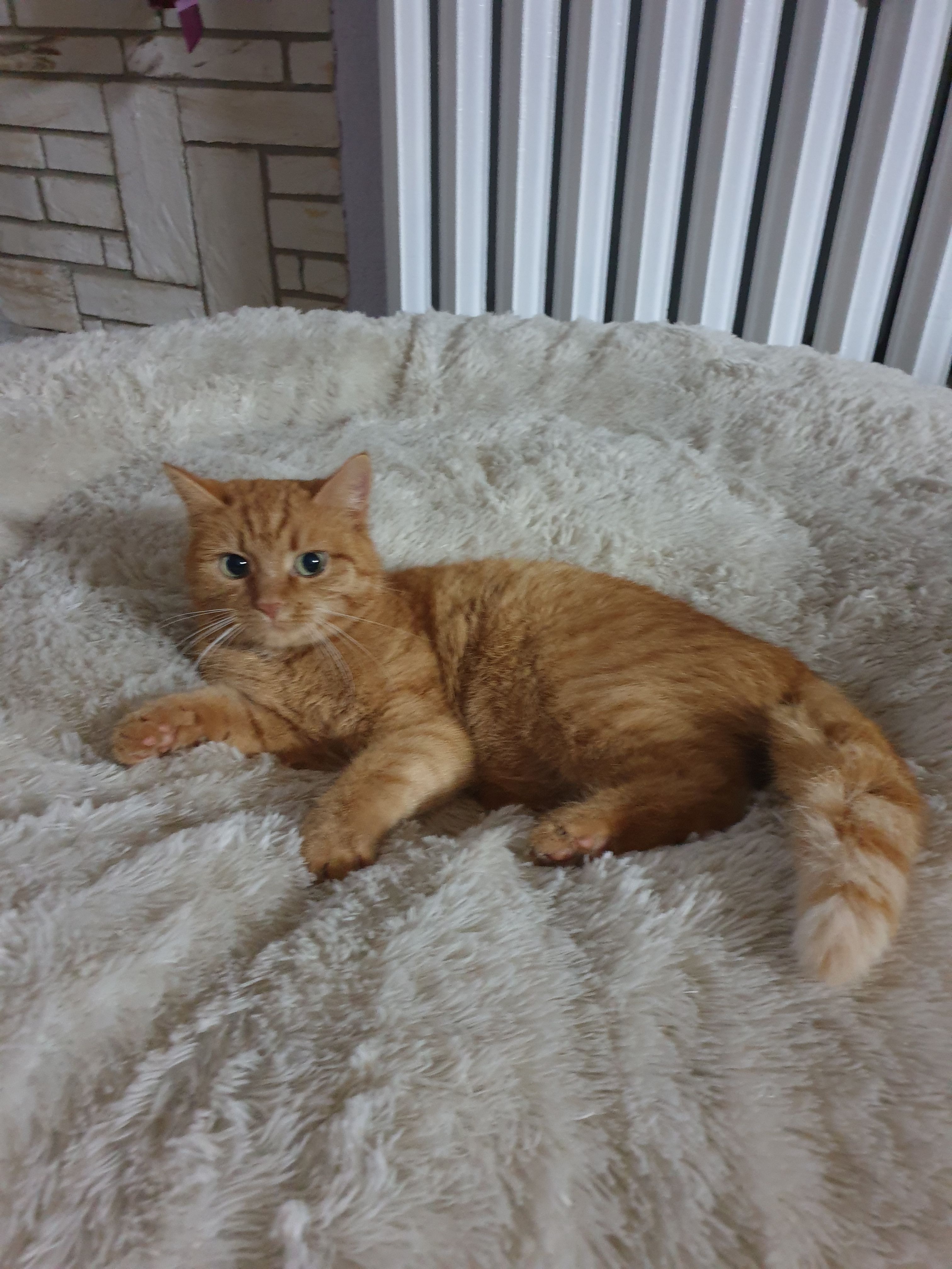 Pinki - Patzetz, Barby