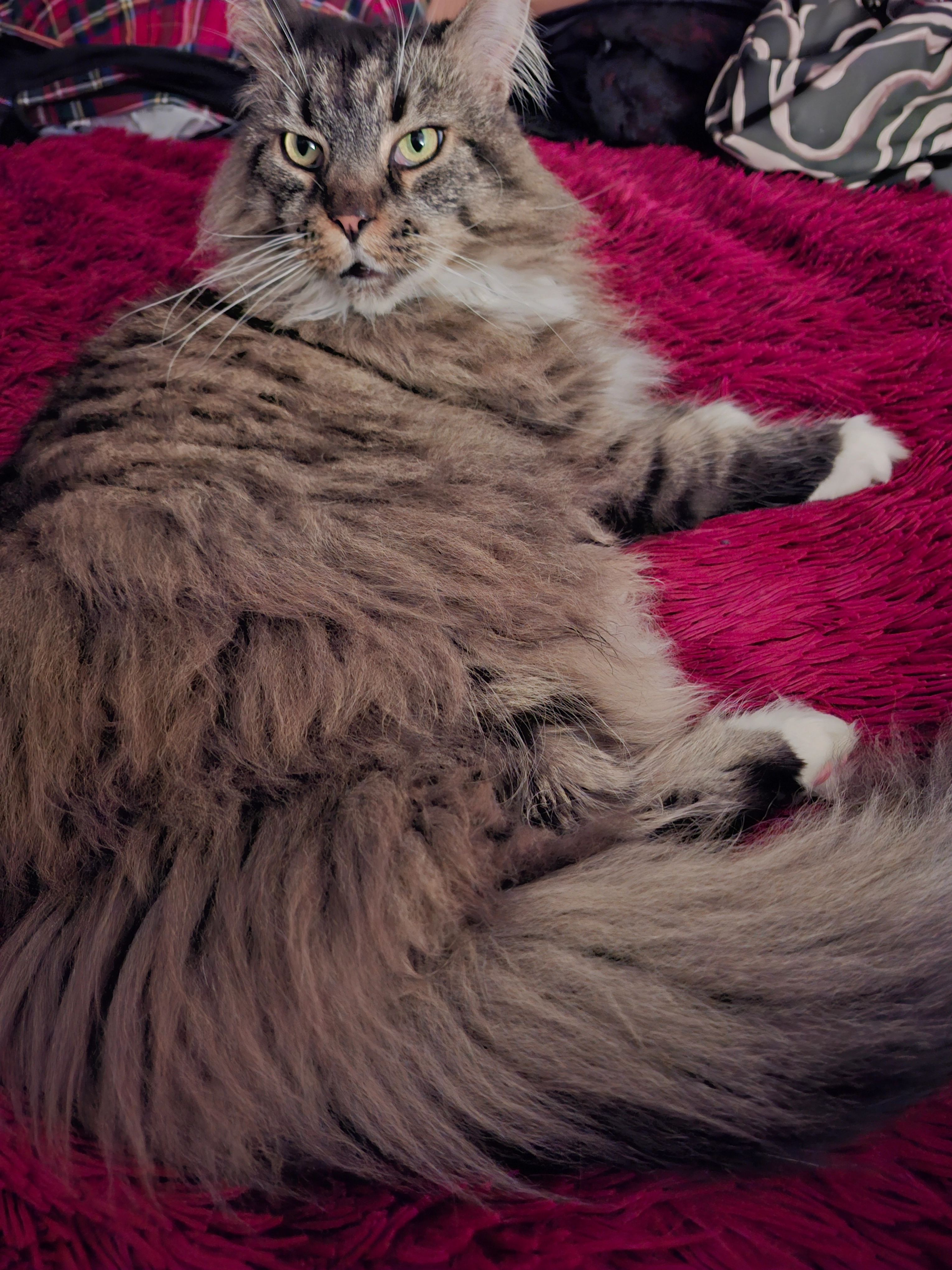 Babouche - Hugo Verriestlaan, Overijse