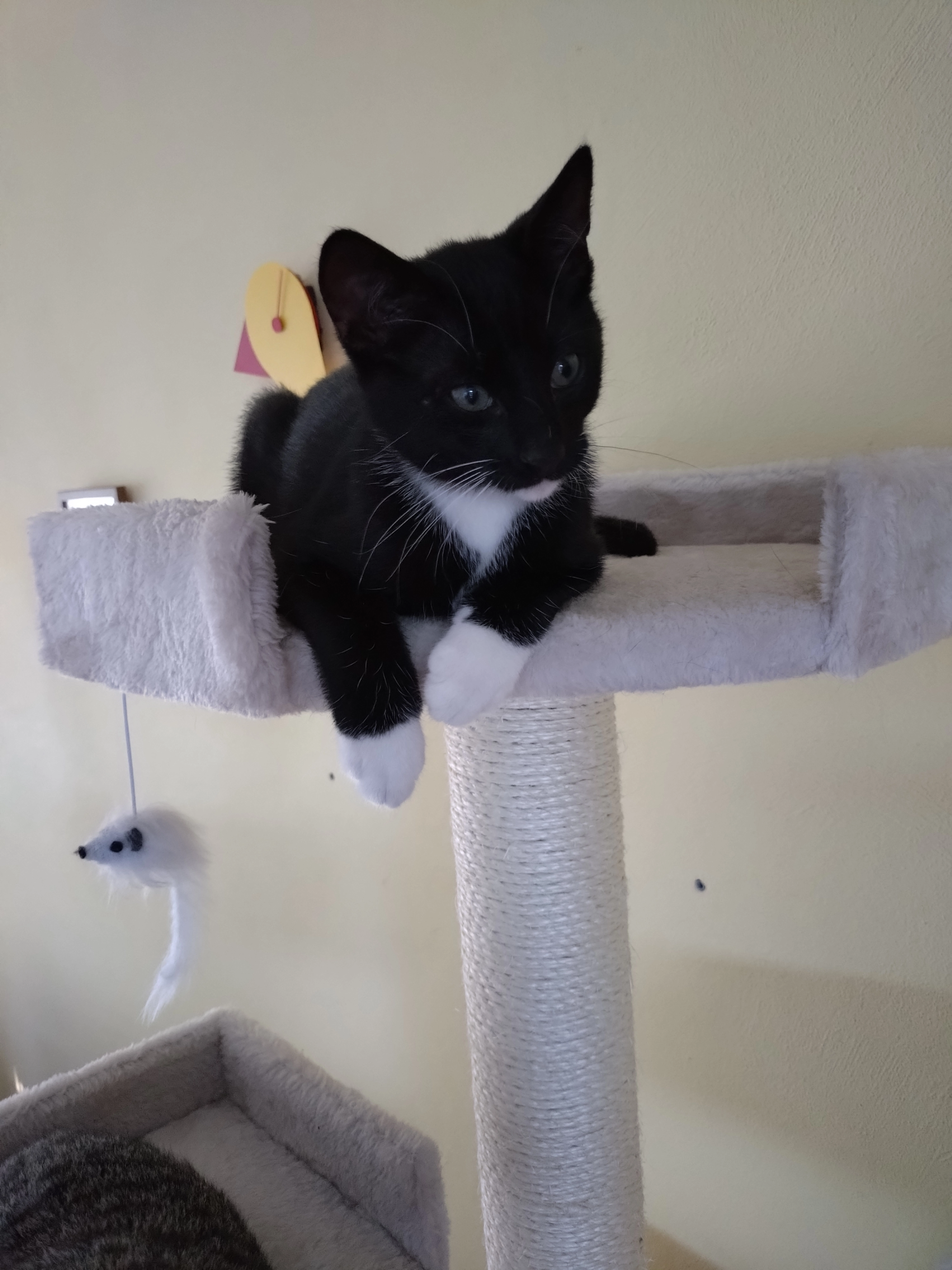 Felix - Tolhuis, Nijmegen