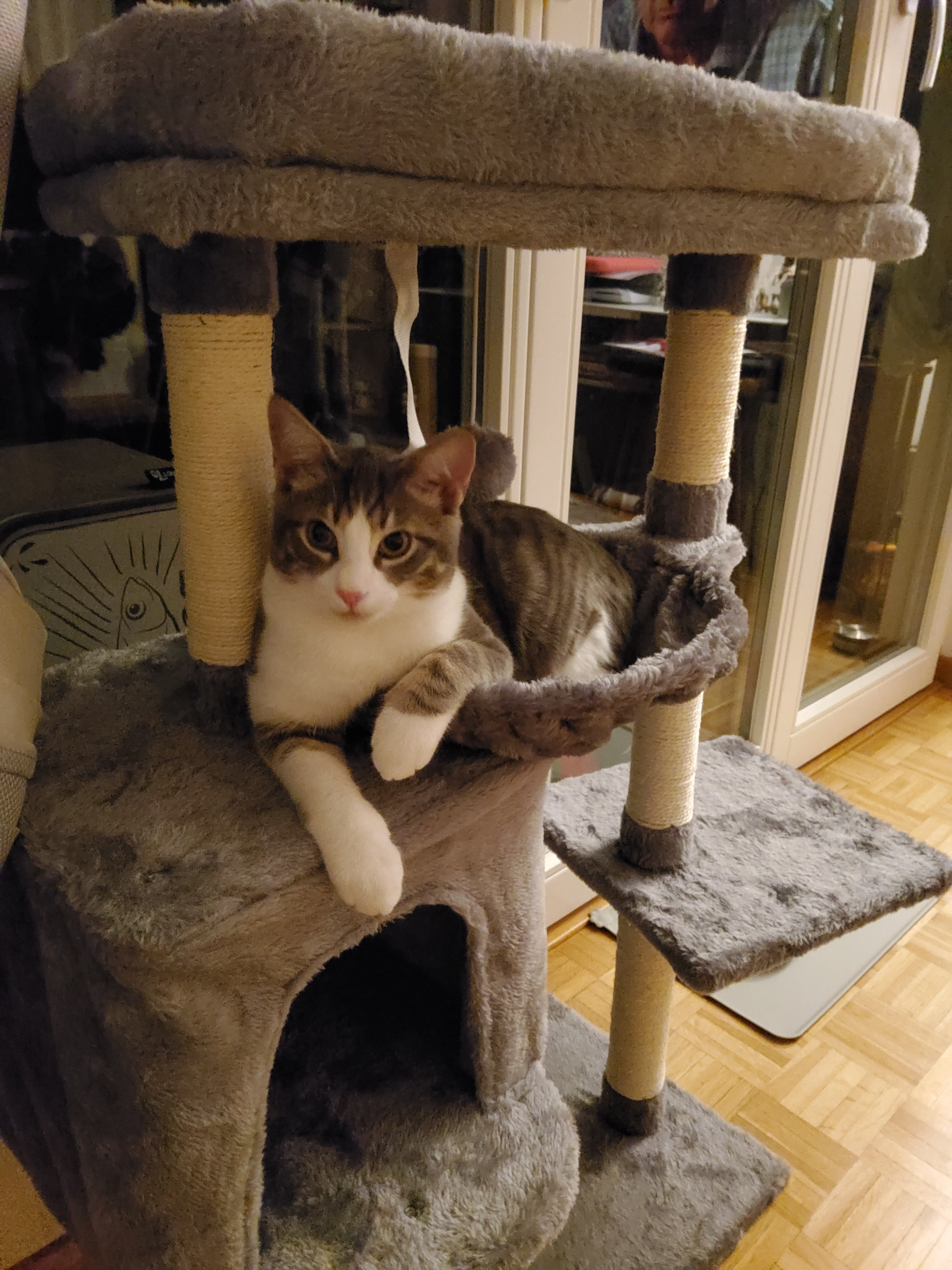 Johnny - Rosenstrasse, Interlaken