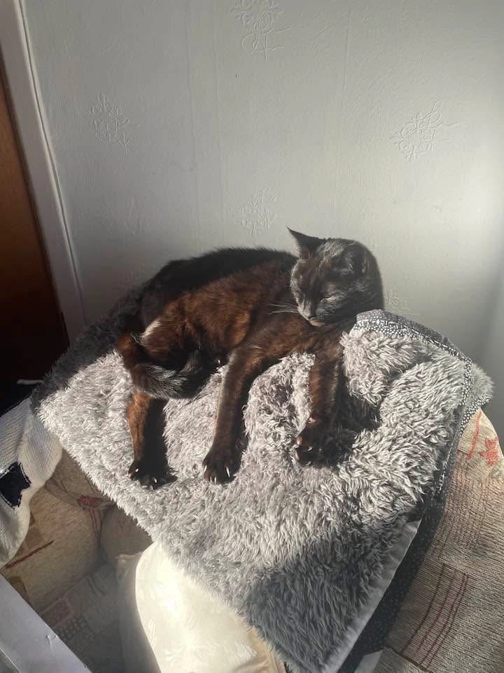 Sooty - Elm Place, Kirkcaldy