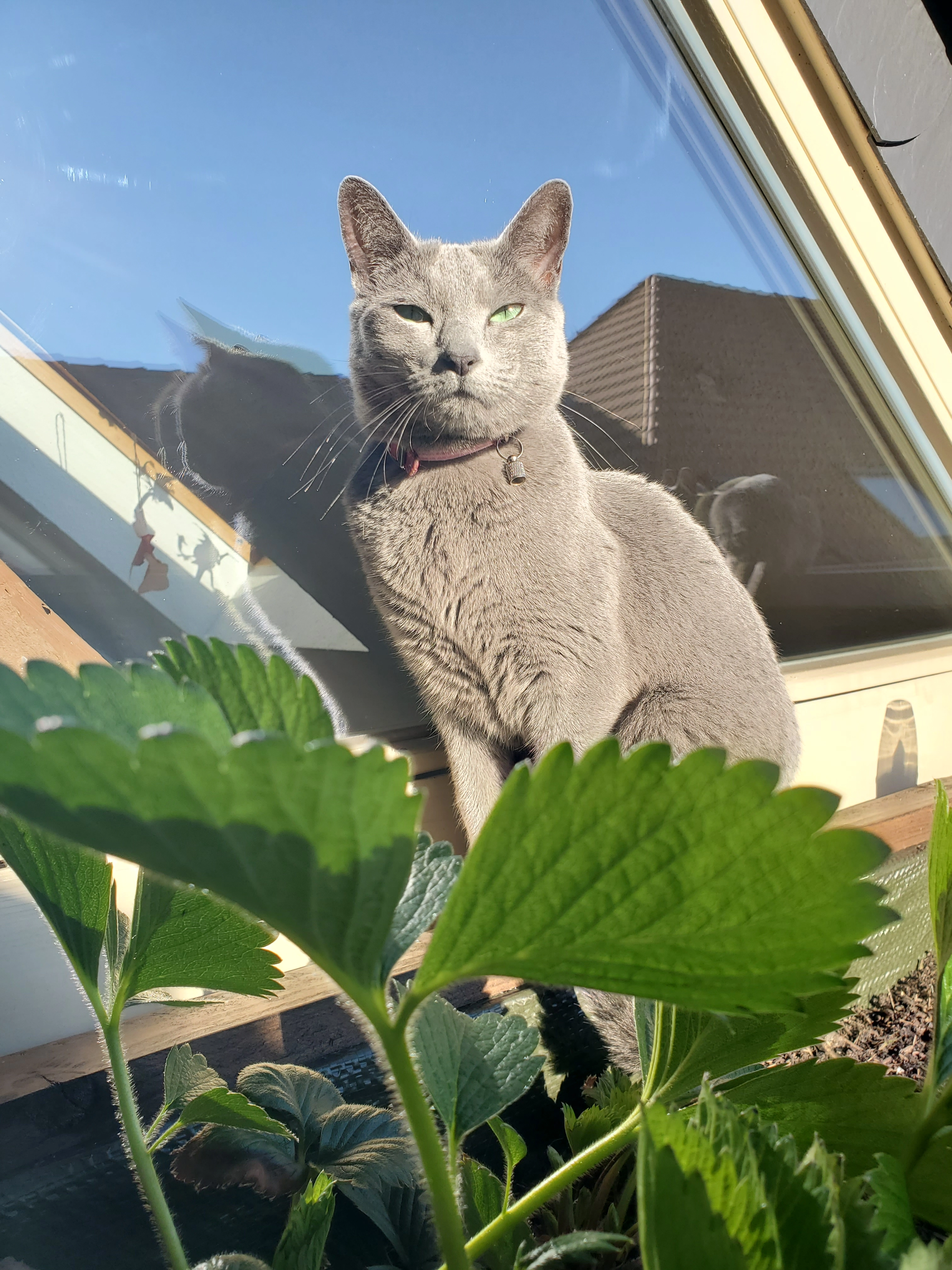 Mascha - Maxim-Gorki-Straße, Magdeburg