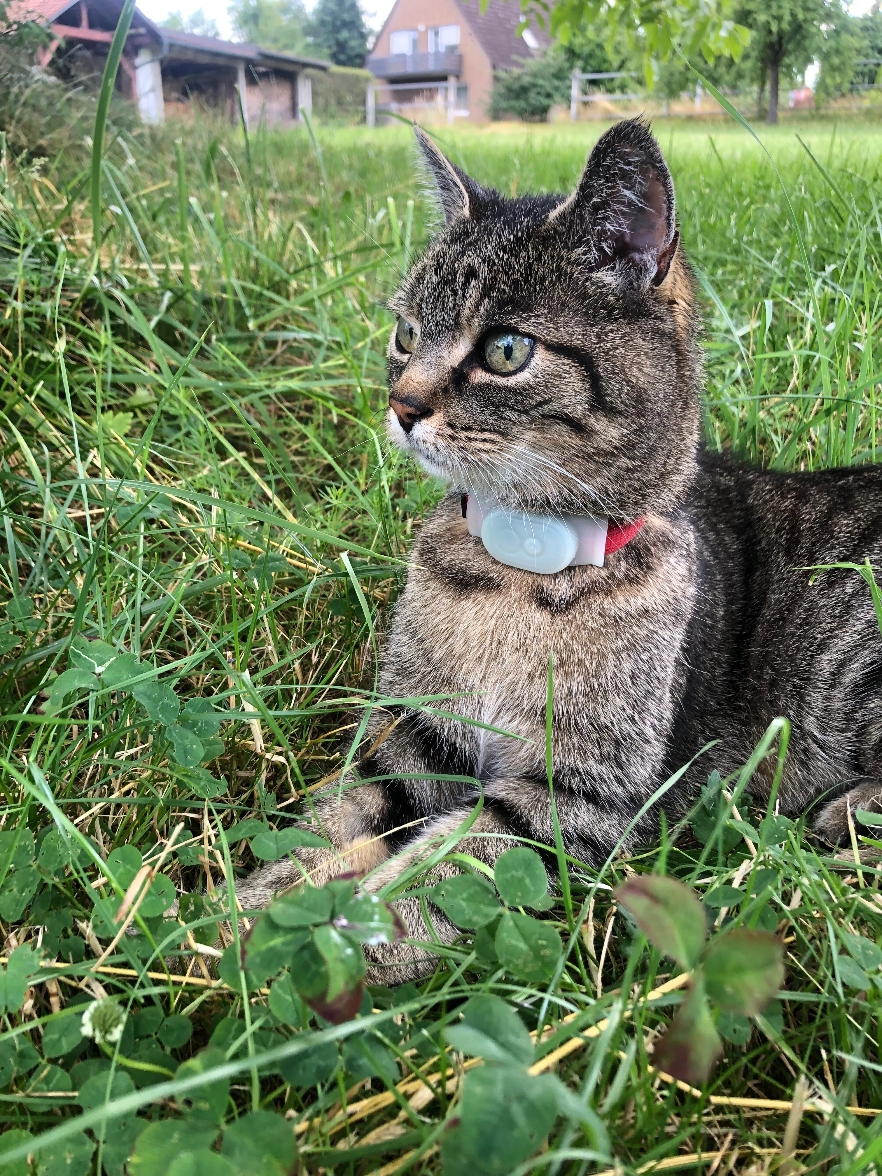 Thilo - 74523, Schwäbisch Hall- Tüngental