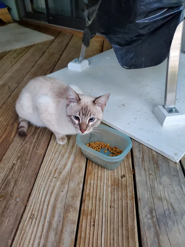 Kitty - Derby Hill Drive, Loveland