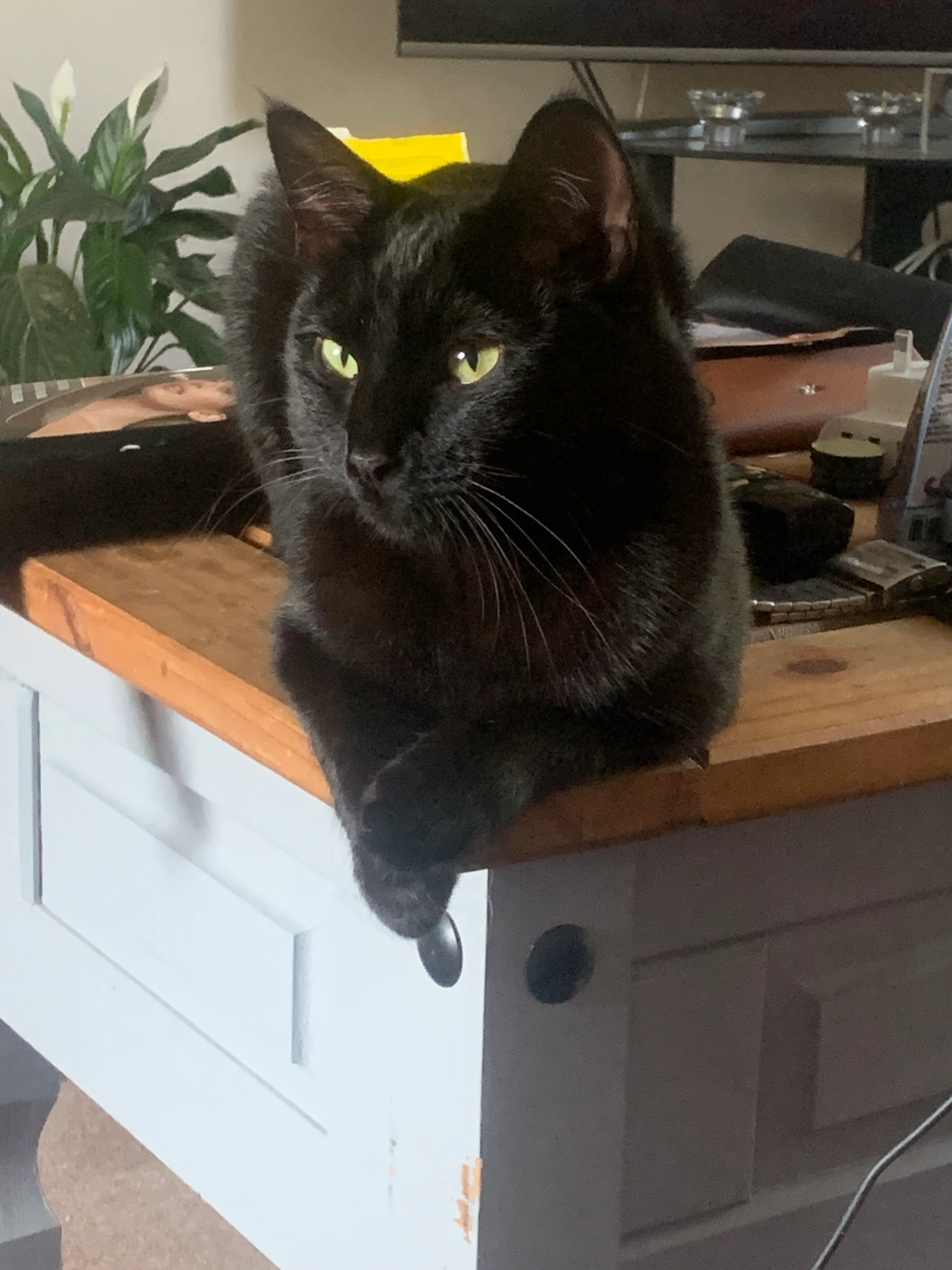 Bellatrix  - RG17 8, Hungerford