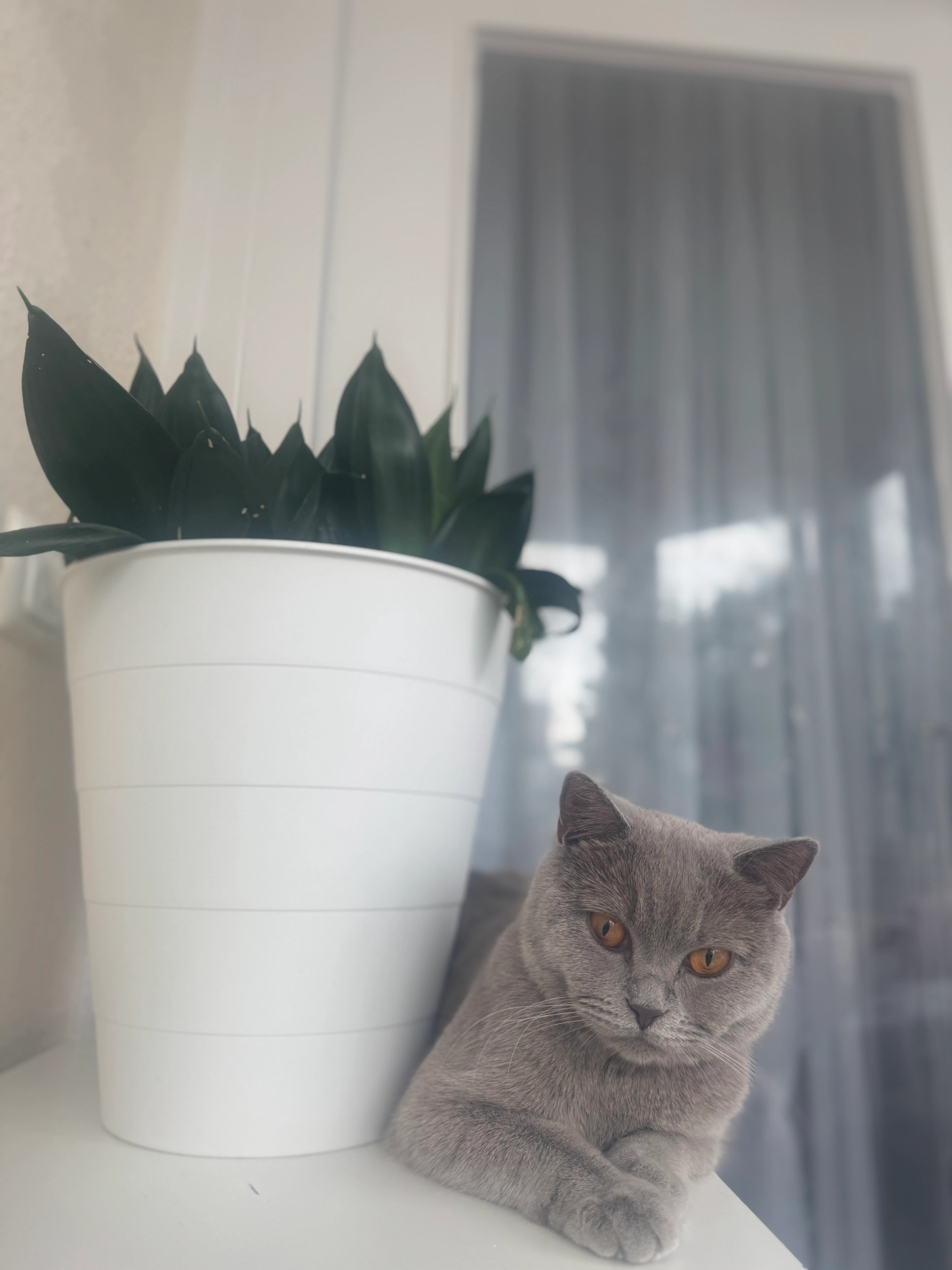 Mestan - Schäferstraße, Berlin