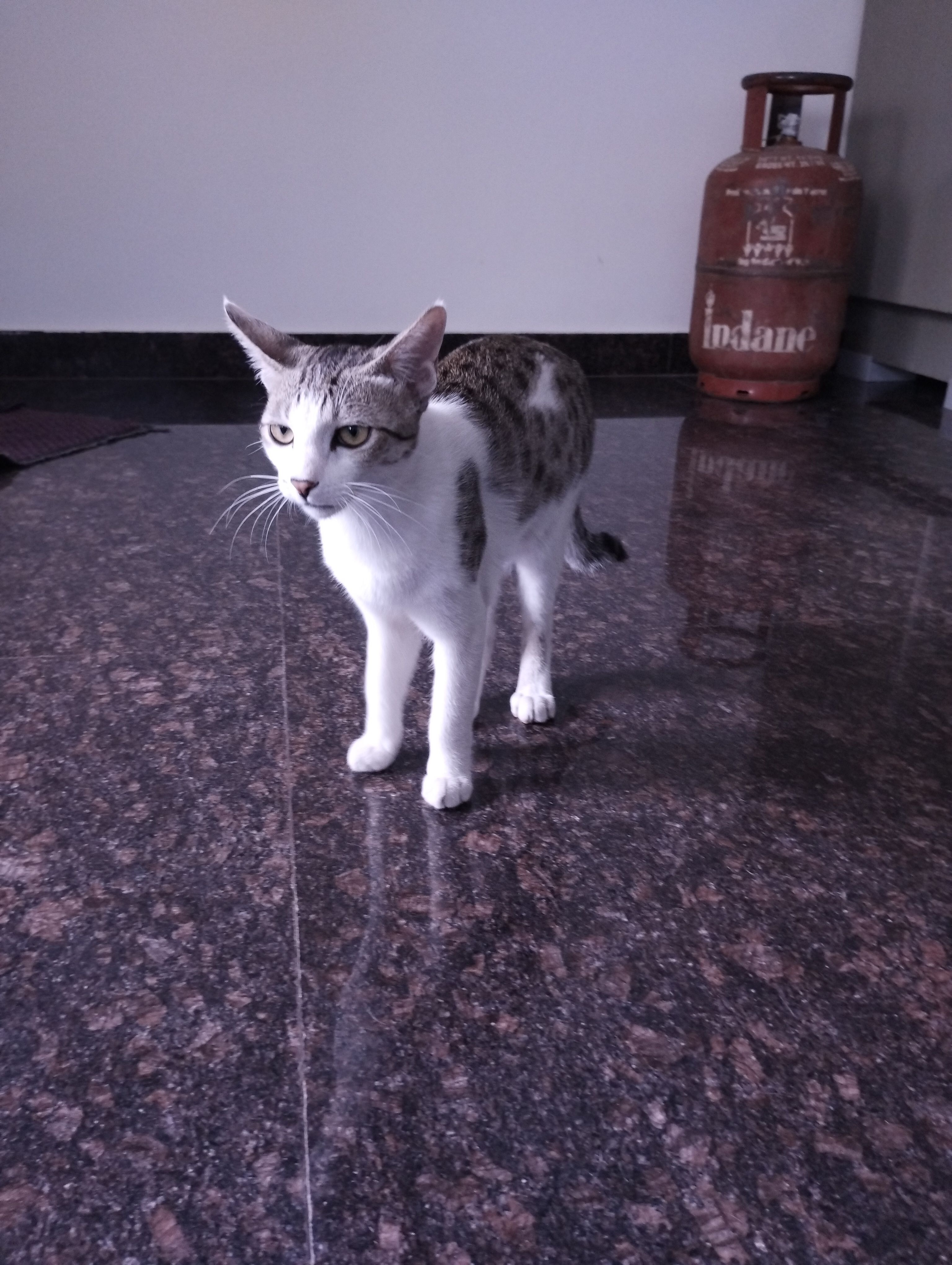 Meow - Garden Villas Main Road, Nagar Bhavi