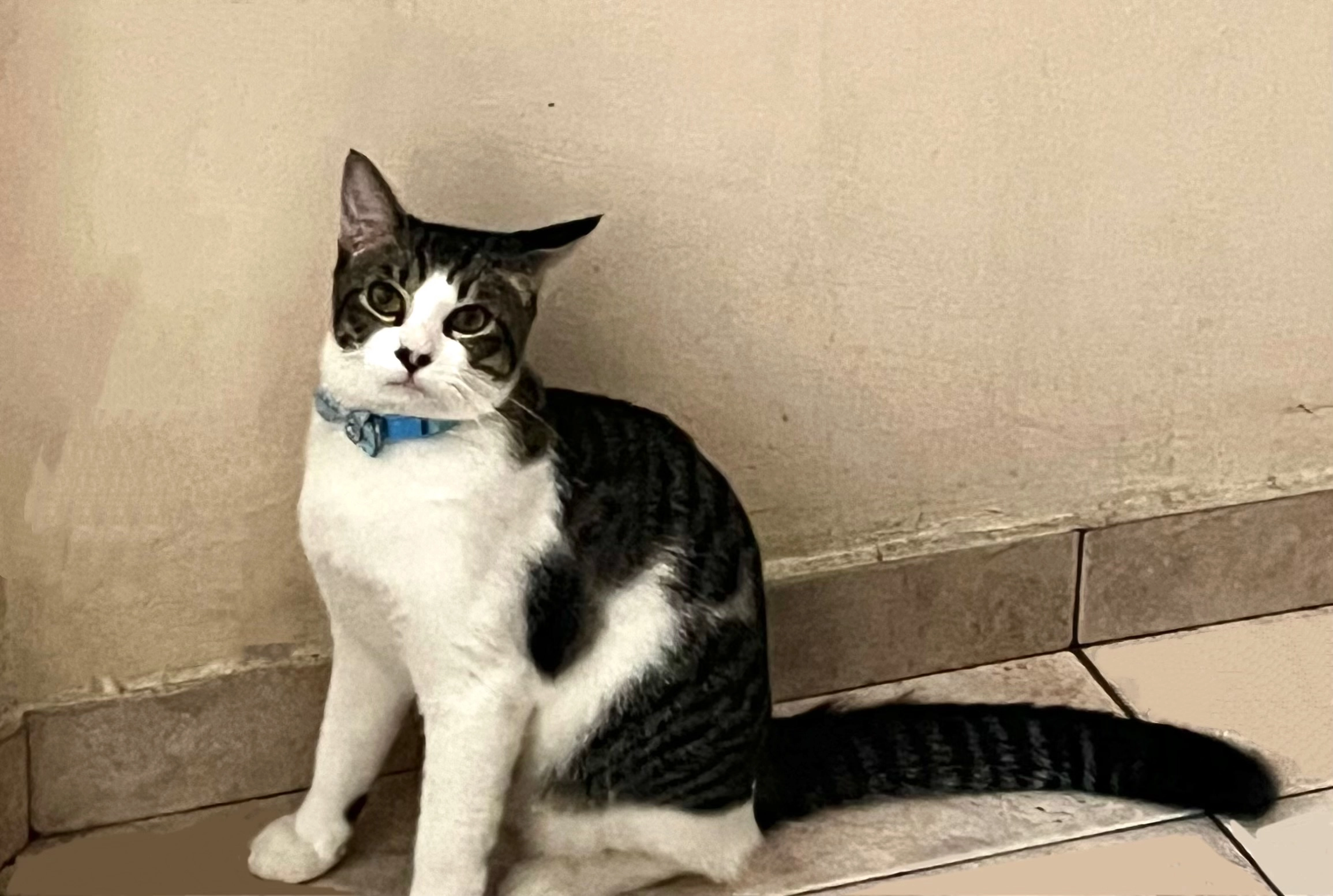 Moomin - Jalan SS7/24, TTDI Jaya