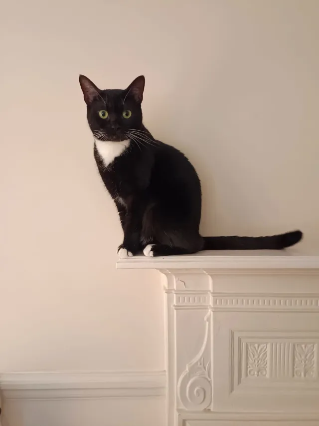 Leo - Tabor Road, London