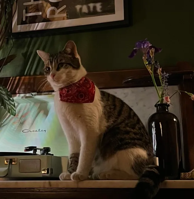 Oliver - SE10 9, London