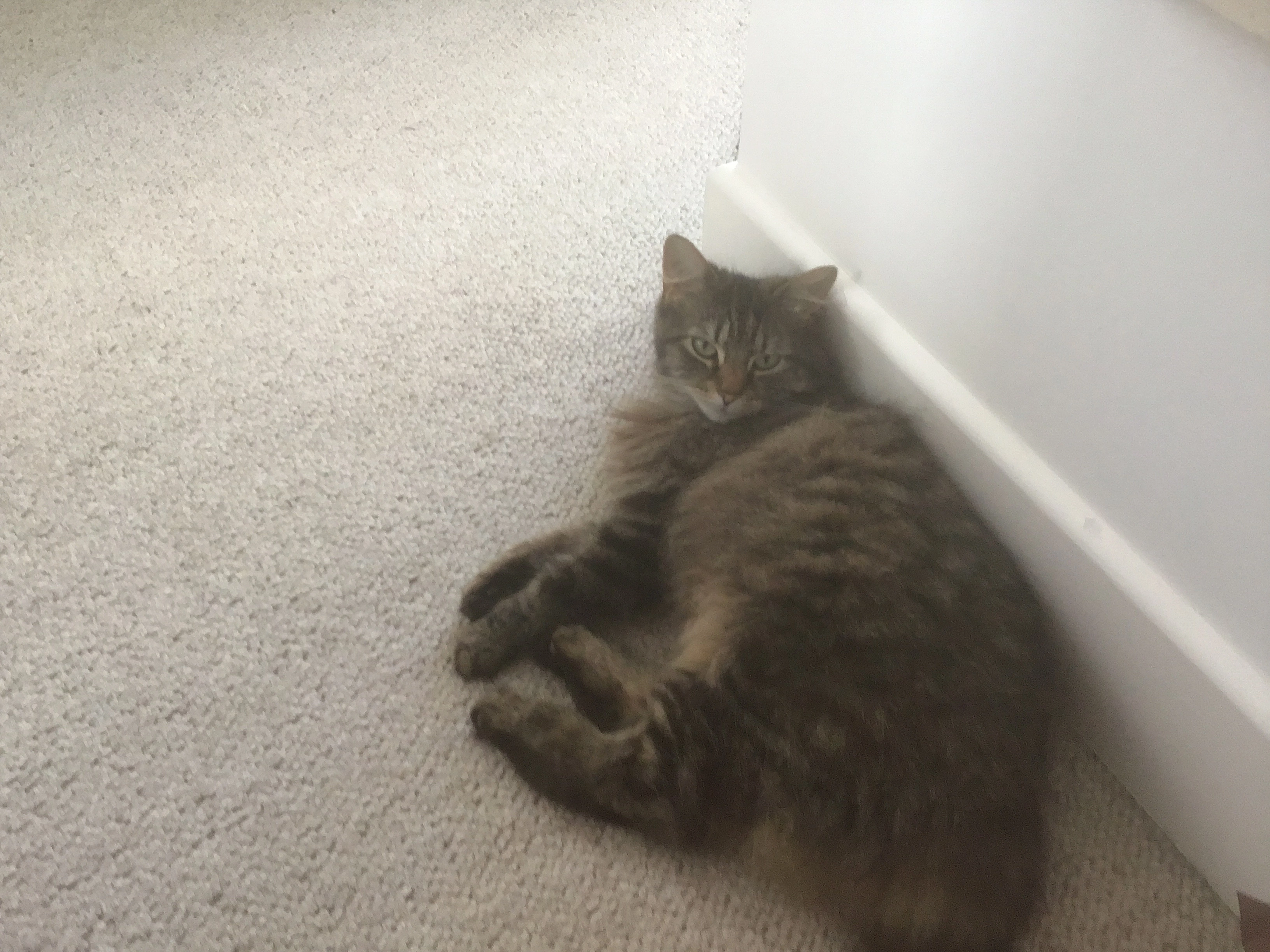 Cloud - Barton Wood Road, New Milton