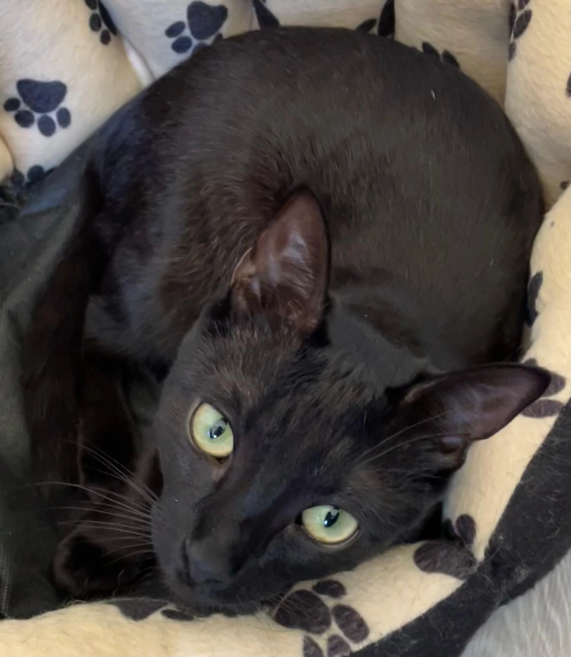 Tutzi - Eschenweg, Lünen